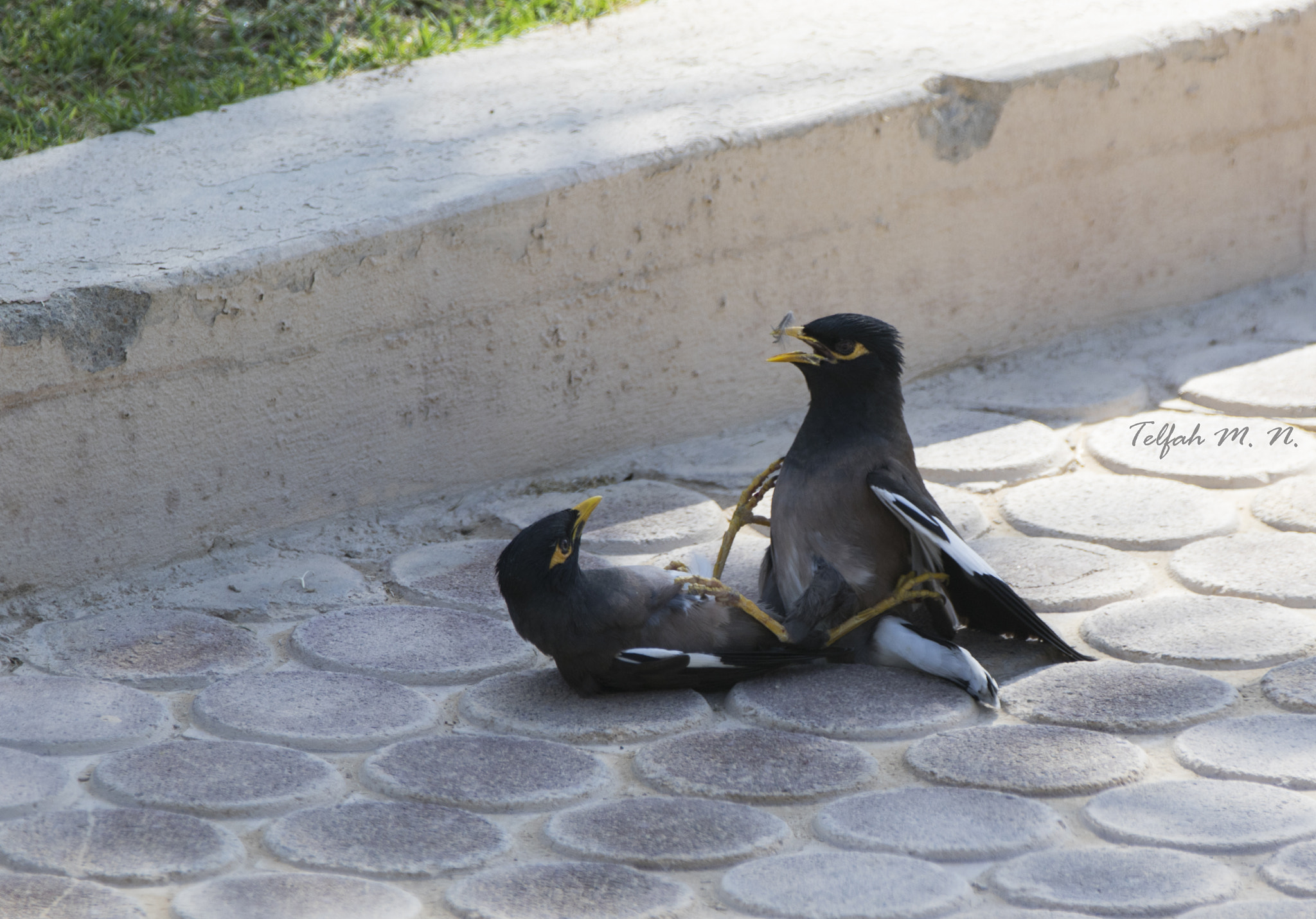 Canon EF 70-200mm F2.8L IS II USM sample photo. Curious bird photography