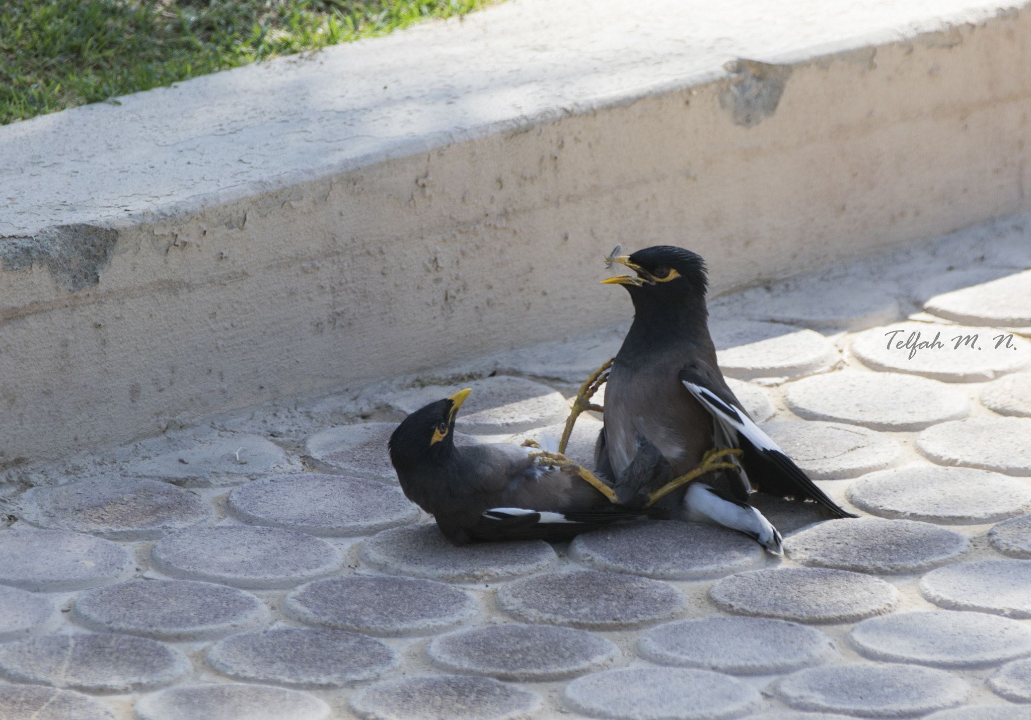 Canon EOS 7D Mark II + Canon EF 70-200mm F2.8L IS II USM sample photo. Curious bird photography