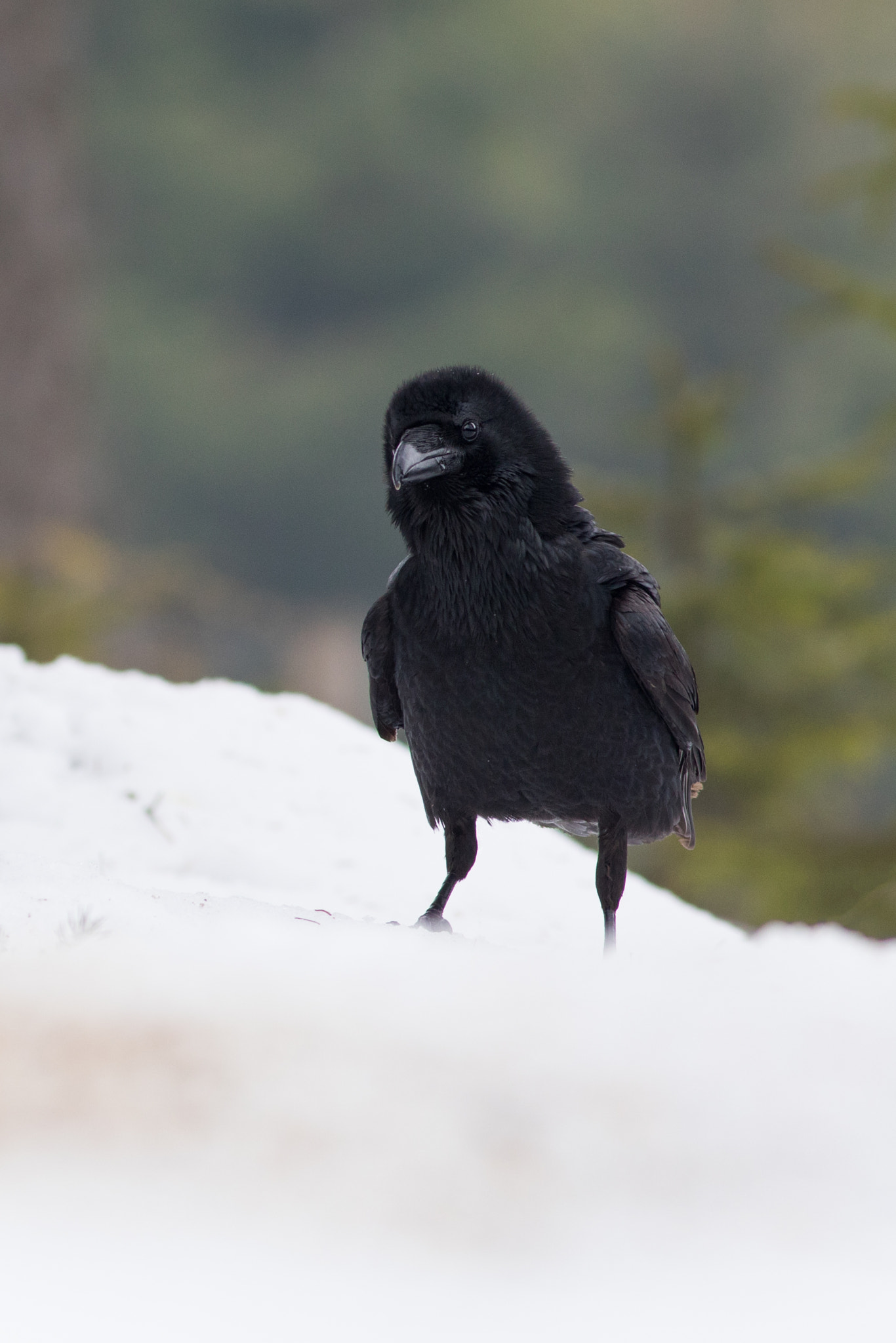 Canon EF 400mm F5.6L USM sample photo. Krkavec velký (corvus corax

 photography