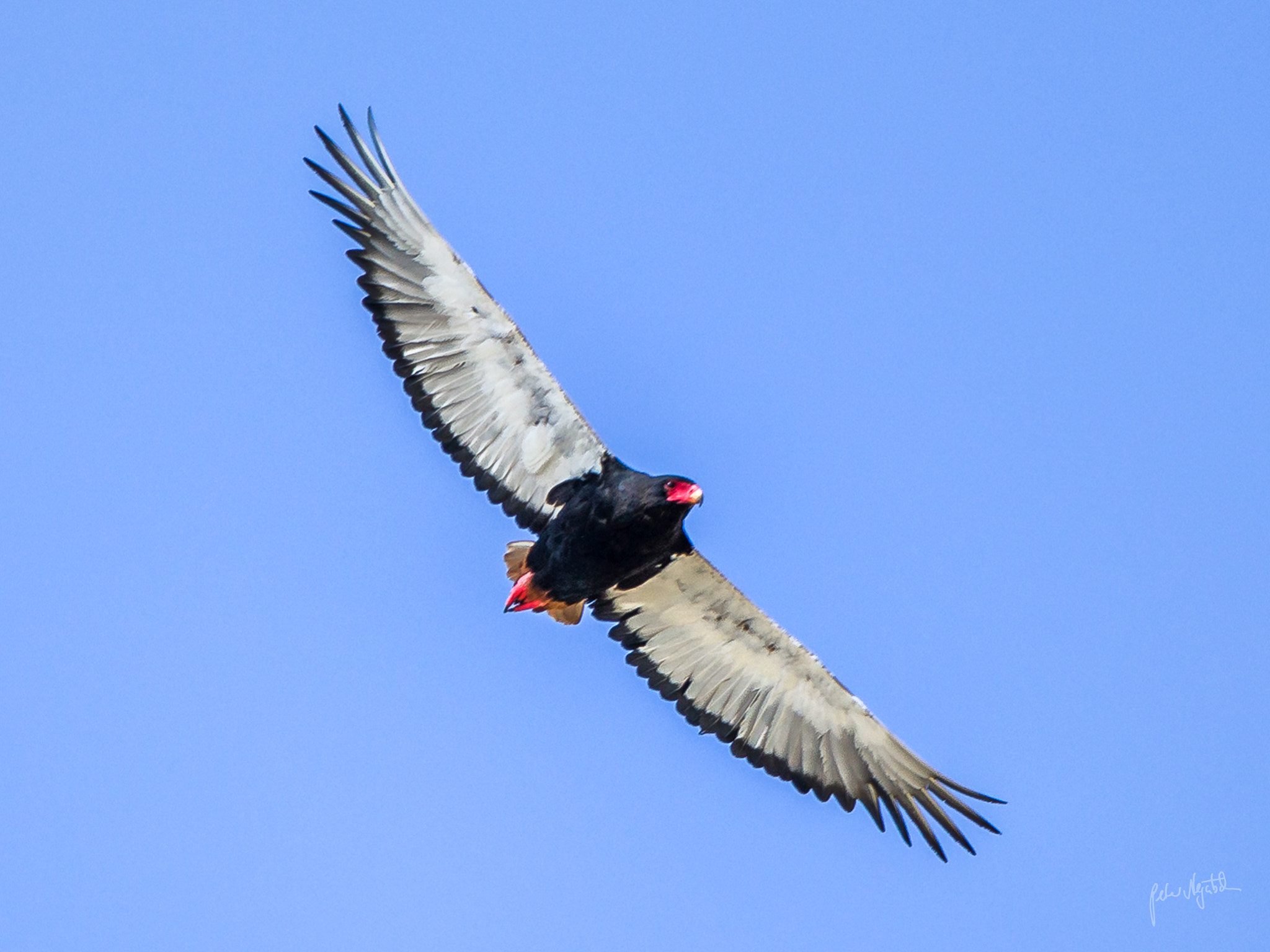 Canon EF 300mm F2.8L IS II USM sample photo. Bateleur photography