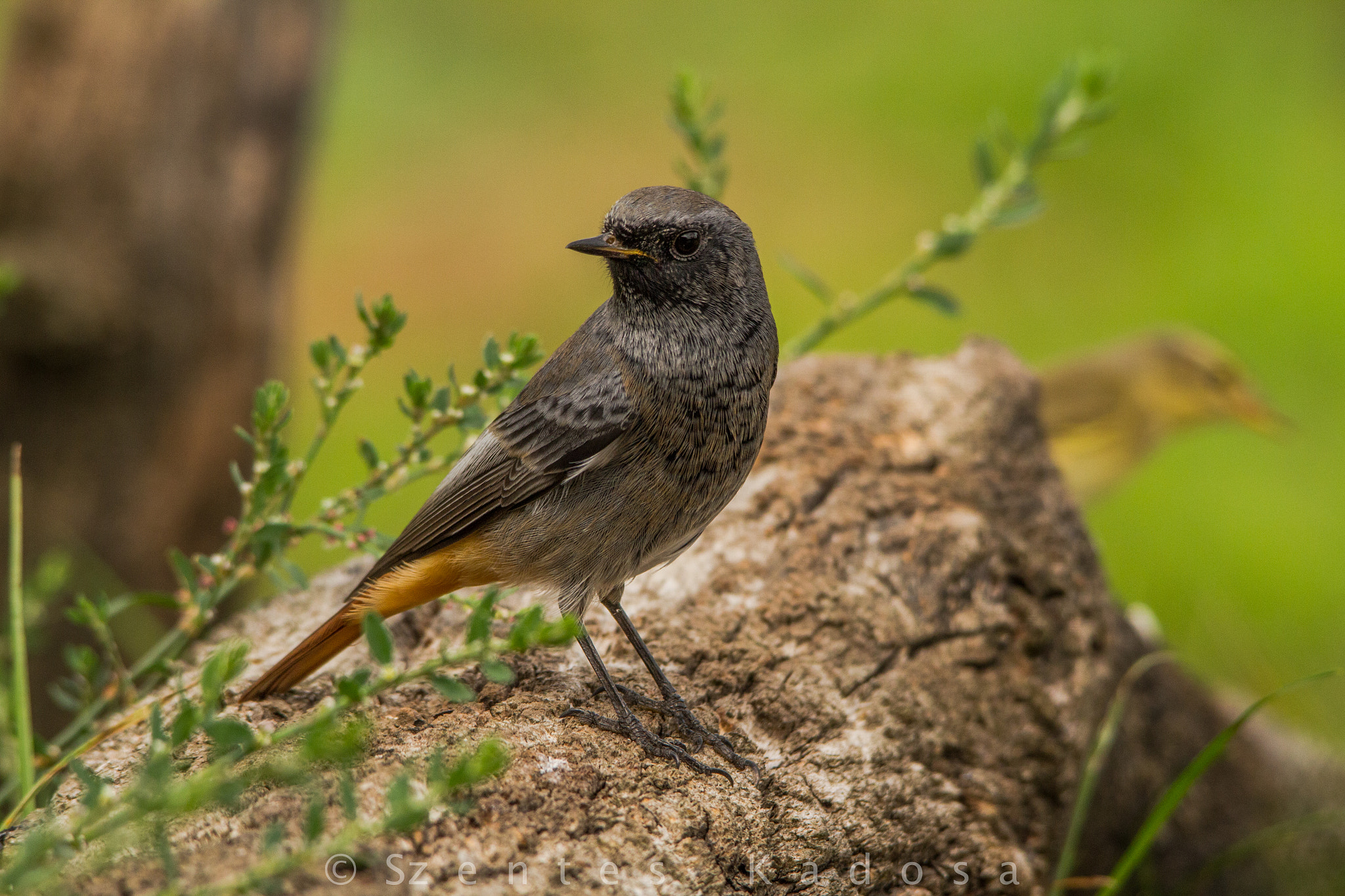 Sigma 150-500mm F5-6.3 DG OS HSM sample photo. Black redstart (phoenicurus ochruros) photography