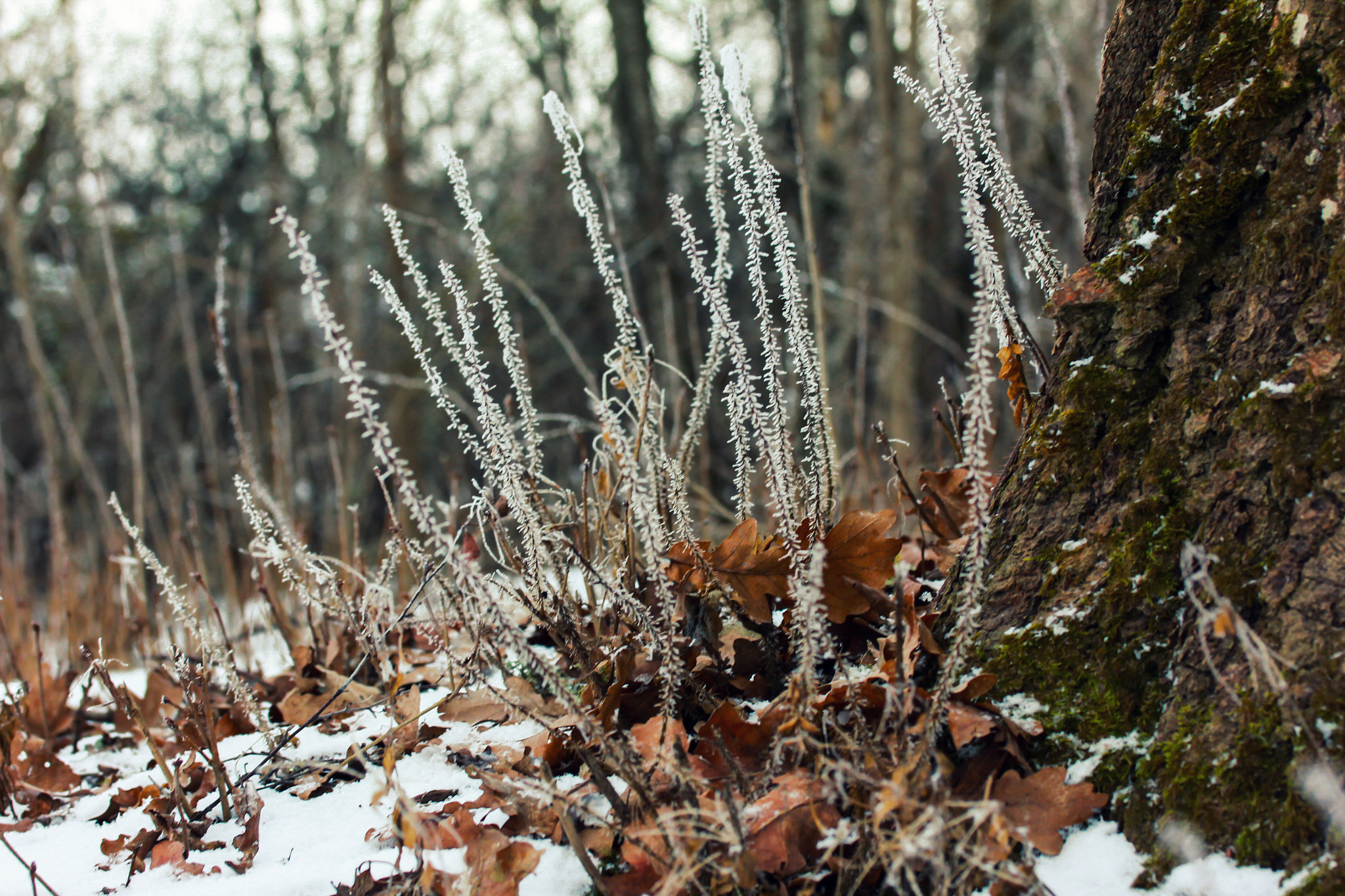 Canon EF-S 60mm F2.8 Macro USM sample photo. Frost photography