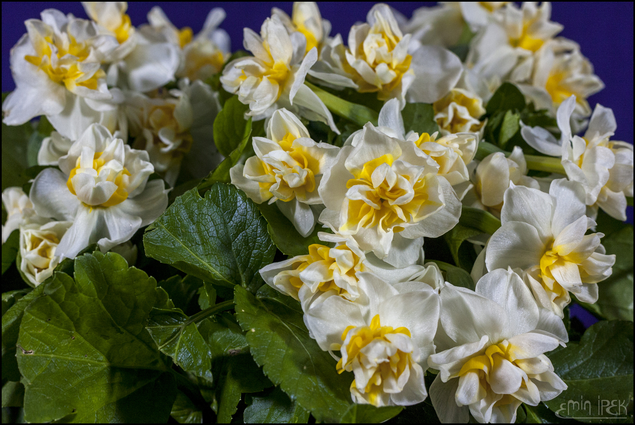 Canon EOS 40D sample photo. Narcissus photography