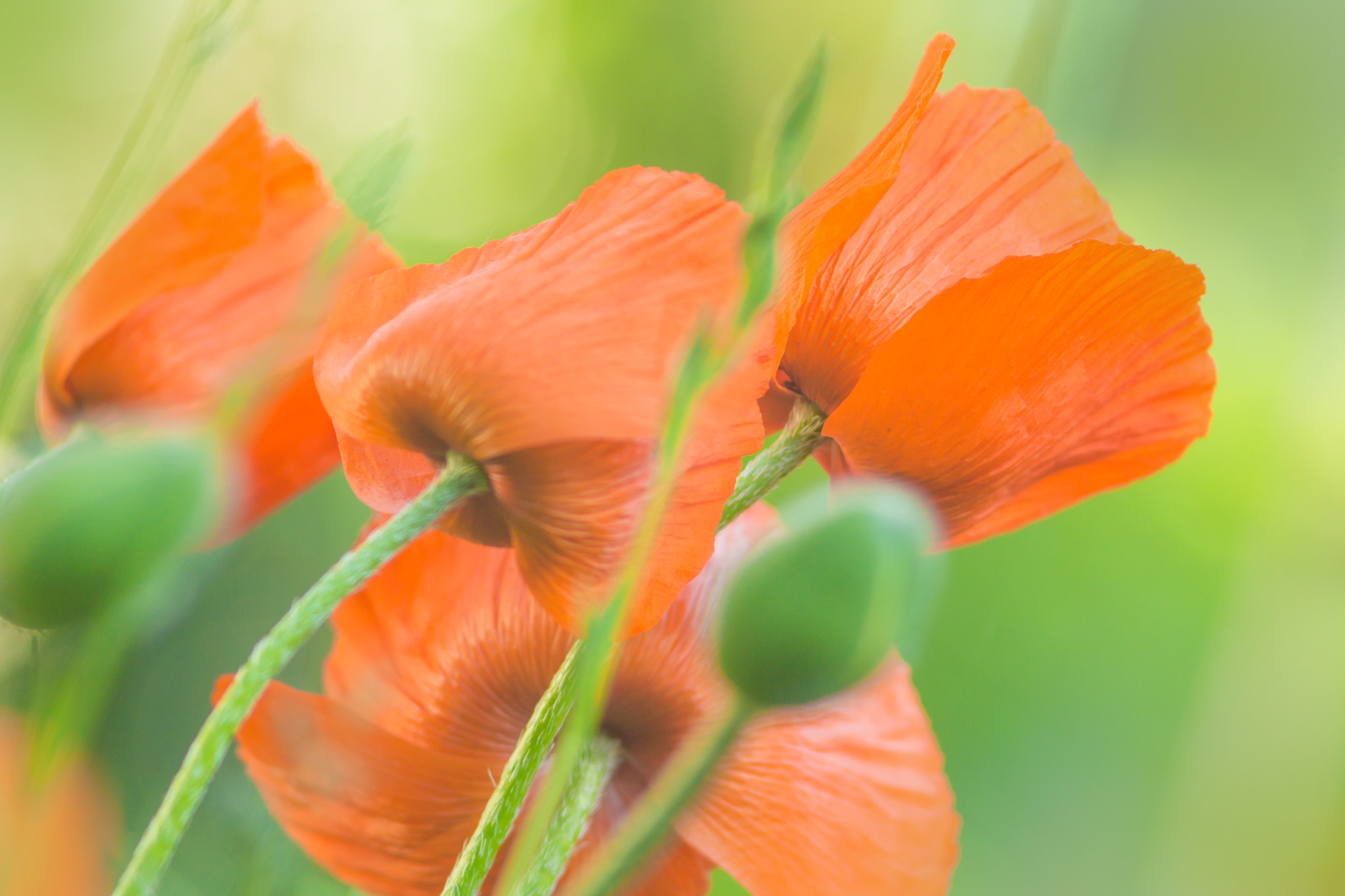 Canon EF 35-80mm f/4-5.6 sample photo. Papaver photography