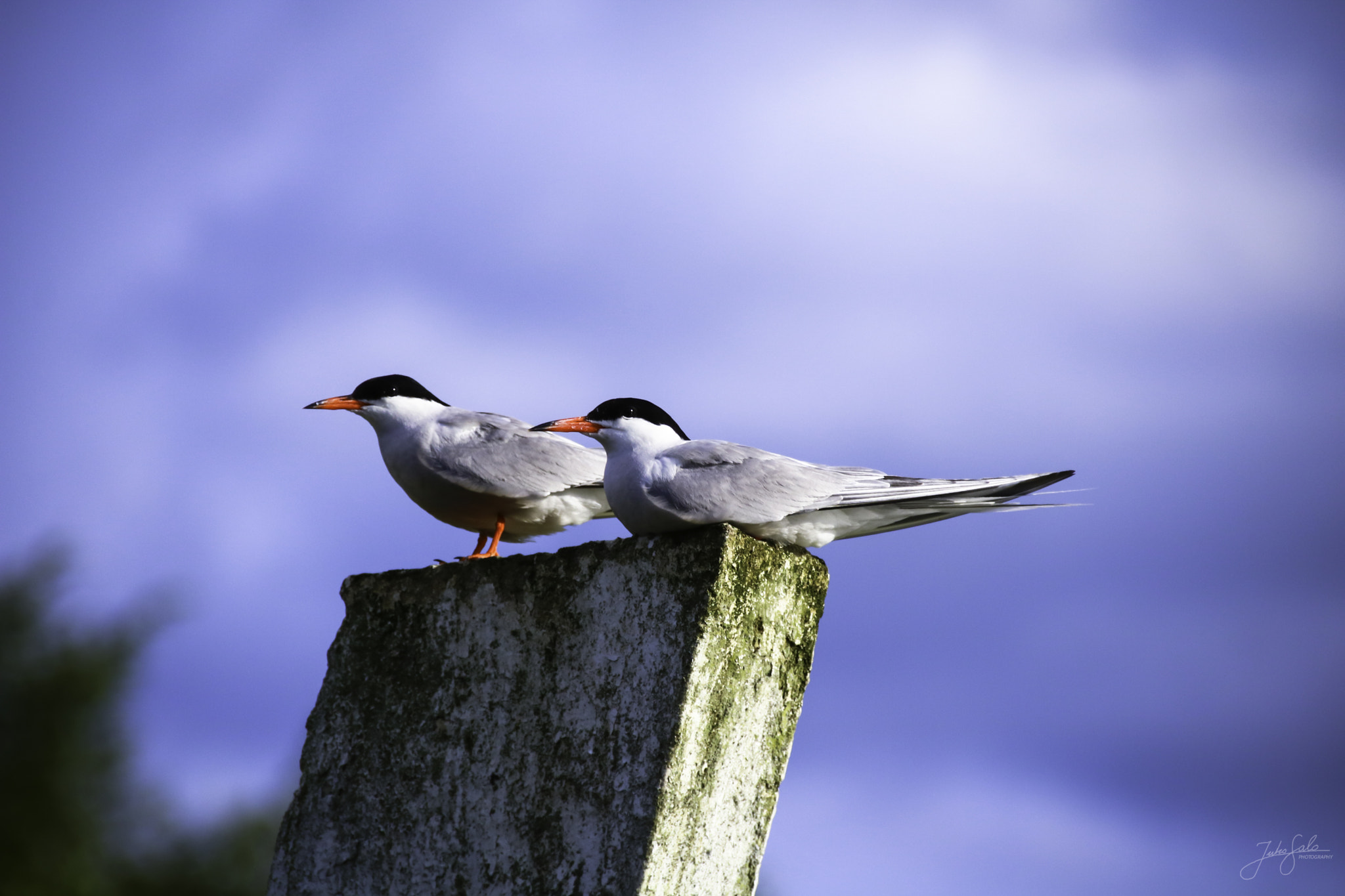 Canon EF 75-300mm F4.0-5.6 IS USM sample photo. Common stern couple. photography