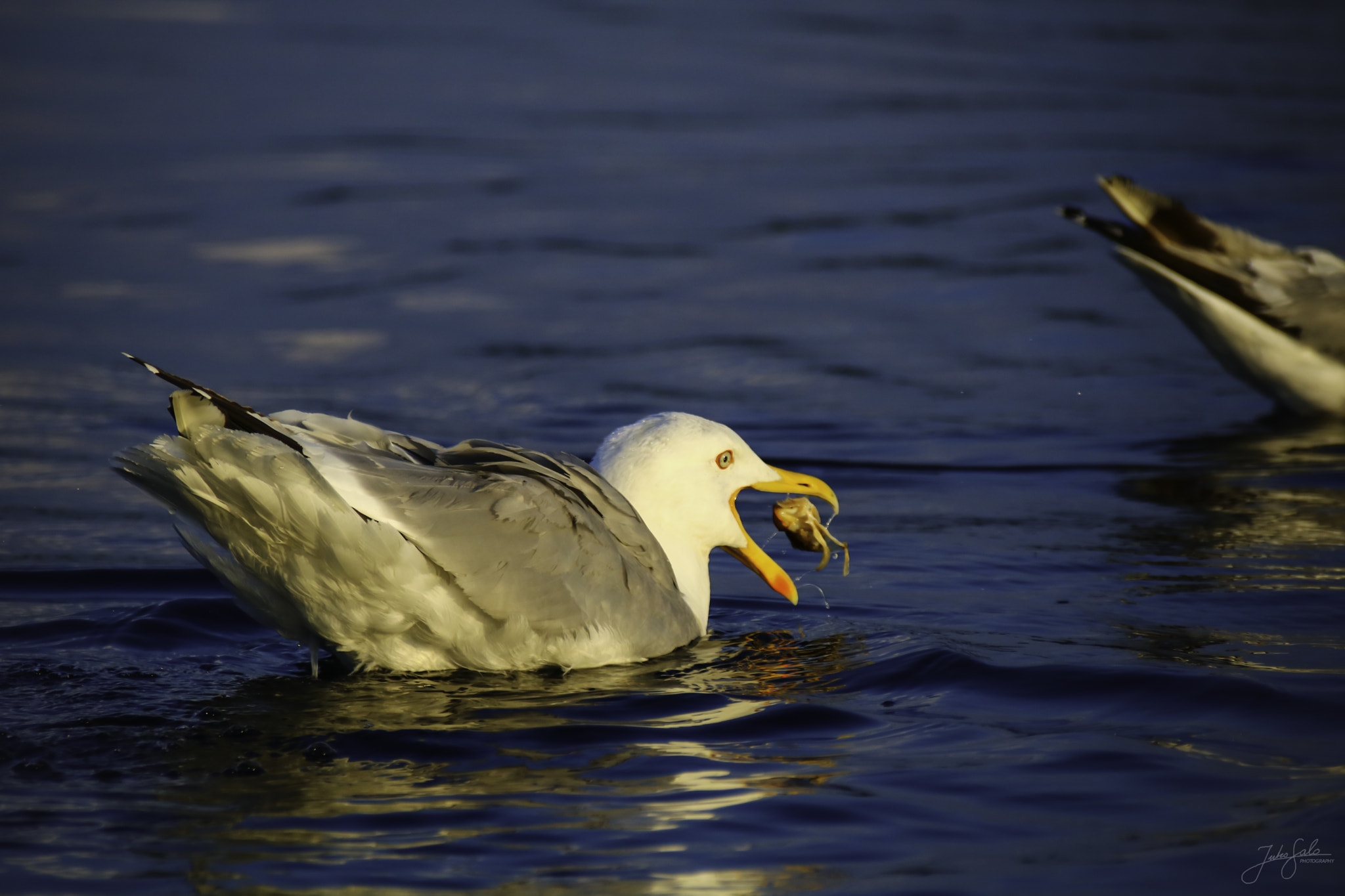 Canon EOS 760D (EOS Rebel T6s / EOS 8000D) + Canon EF 75-300mm F4.0-5.6 IS USM sample photo. Herring gull. photography