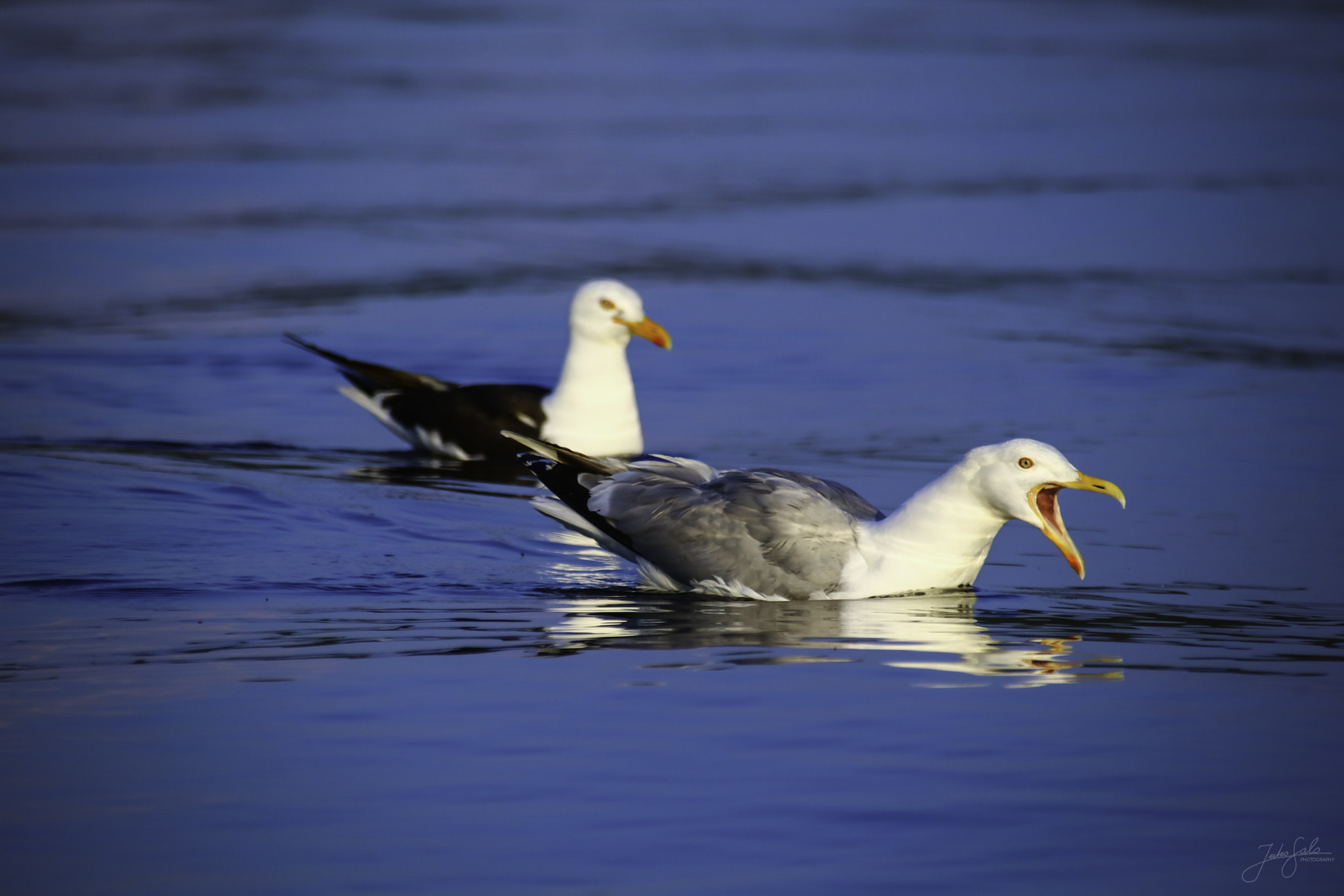 Canon EF 75-300mm F4.0-5.6 IS USM sample photo. Herring gull. photography