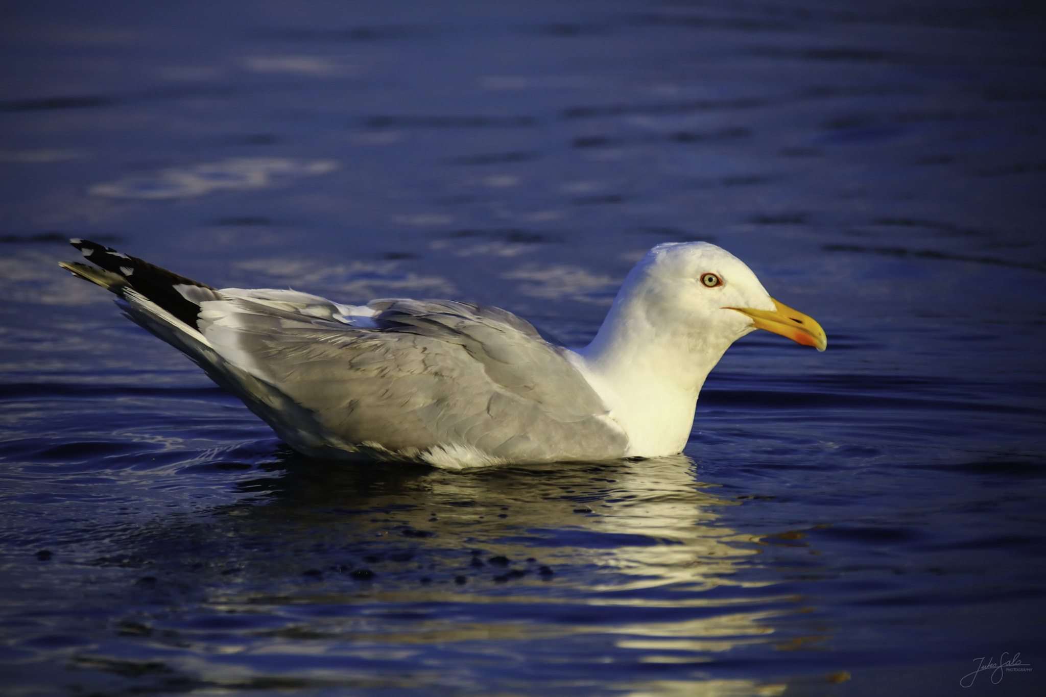 Canon EOS 760D (EOS Rebel T6s / EOS 8000D) sample photo. Herring gull. photography