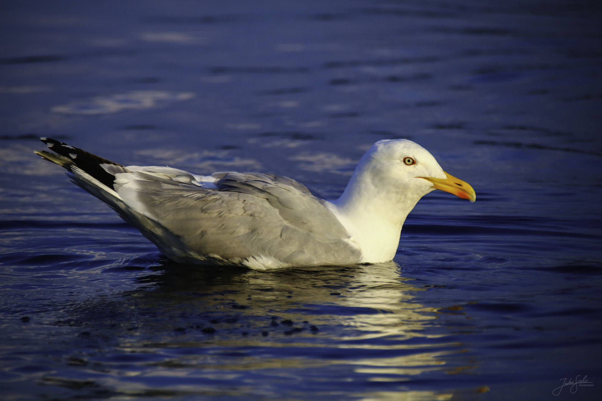 Canon EOS 760D (EOS Rebel T6s / EOS 8000D) + Canon EF 75-300mm F4.0-5.6 IS USM sample photo. Herring gull. photography