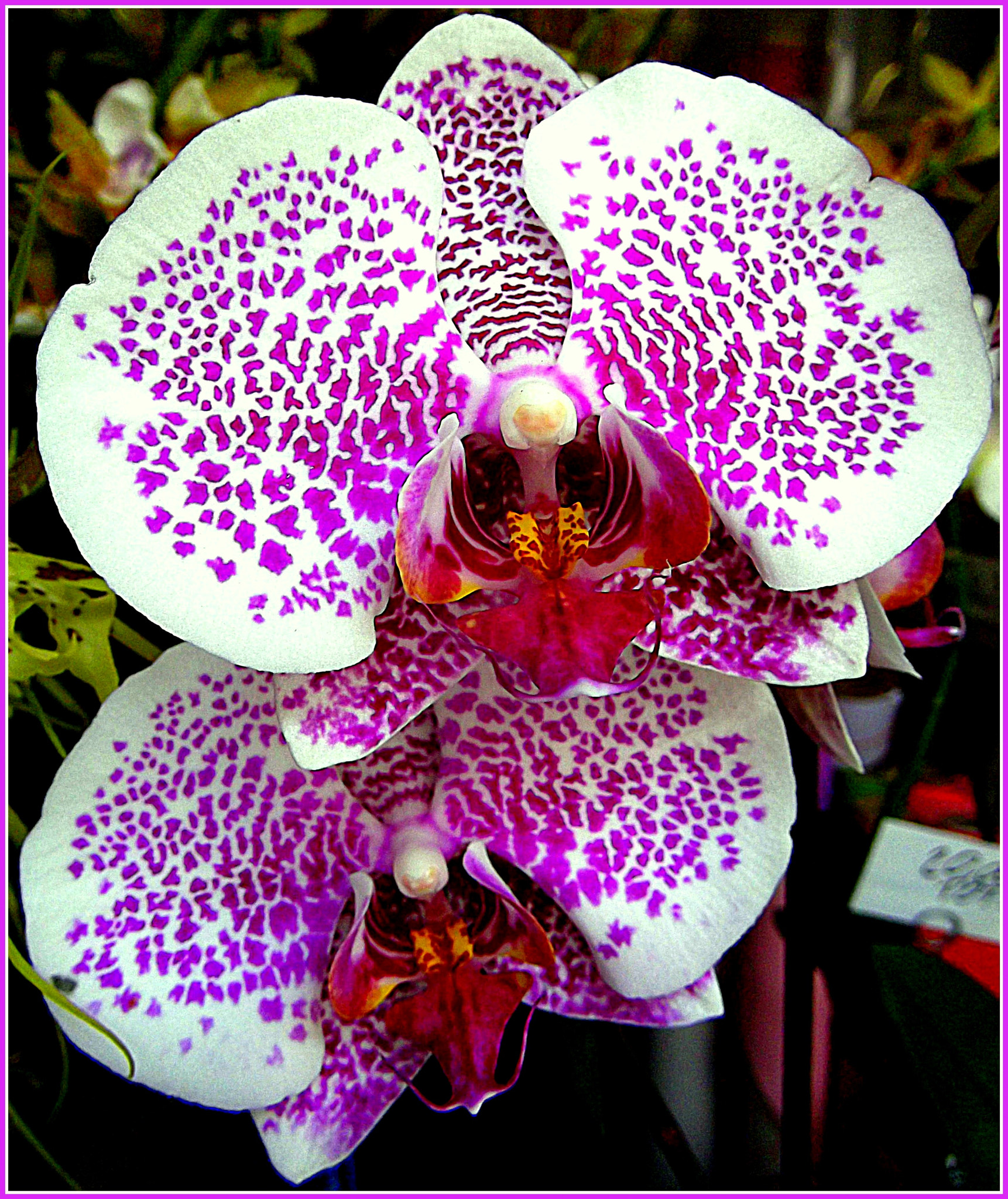 Fujifilm FinePix JX250 sample photo. Meravigliosa coppia di orchidee variegate: felice san valentino a tutti gli innamorati. photography