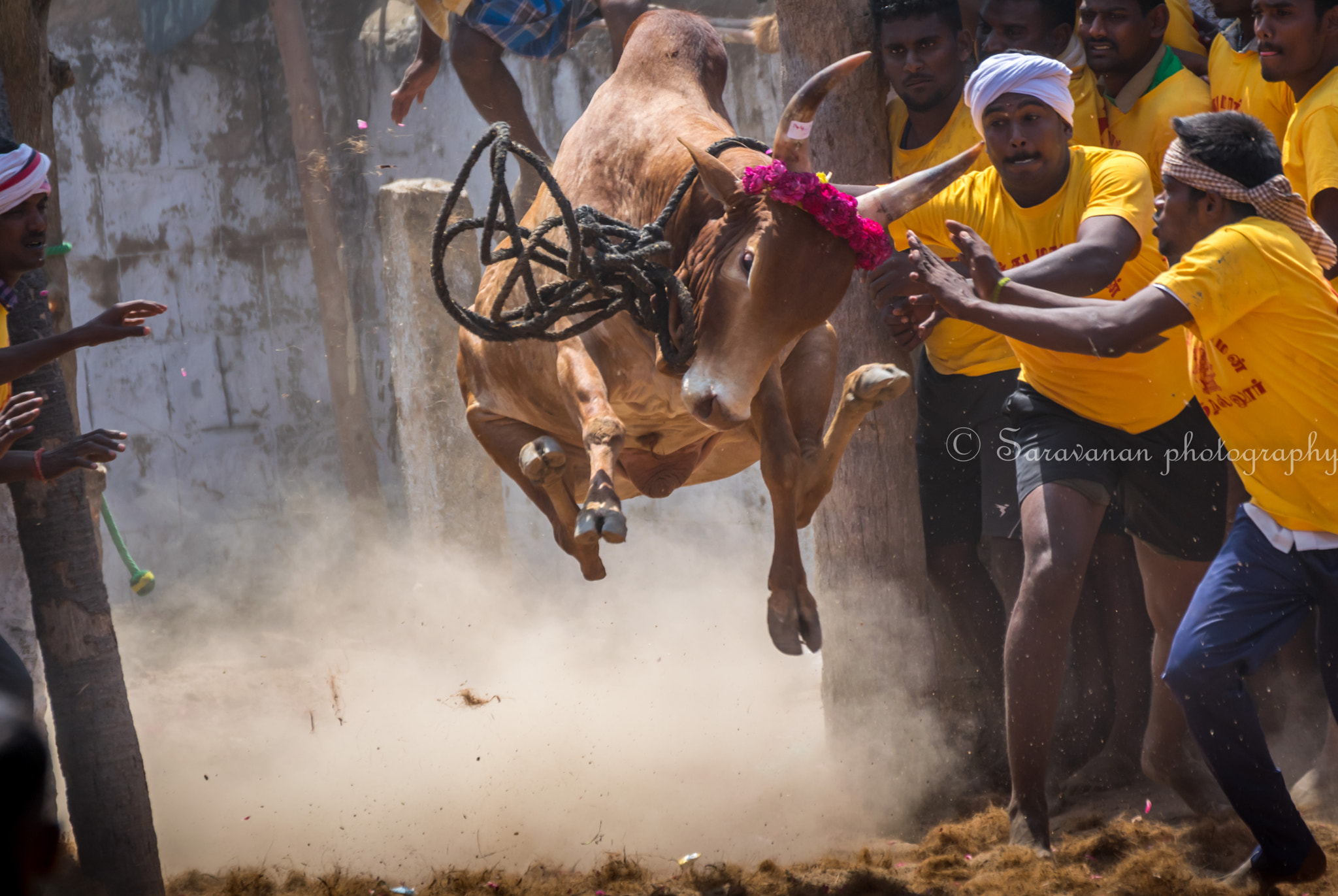 Nikon D3300 + Tamron SP 70-300mm F4-5.6 Di VC USD sample photo. Bull baiting photography