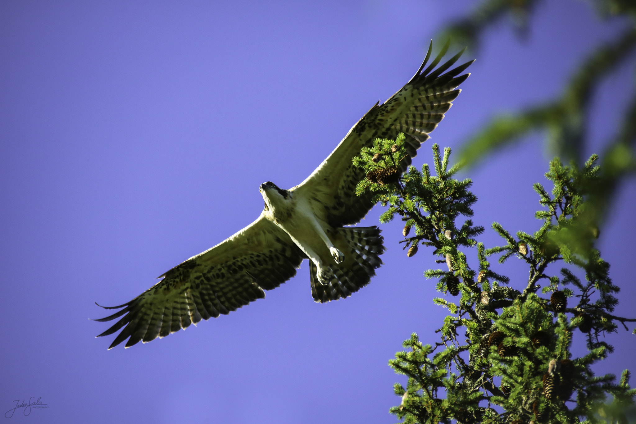 Canon EF 75-300mm F4.0-5.6 IS USM sample photo. Osprey soaring in the sky. photography
