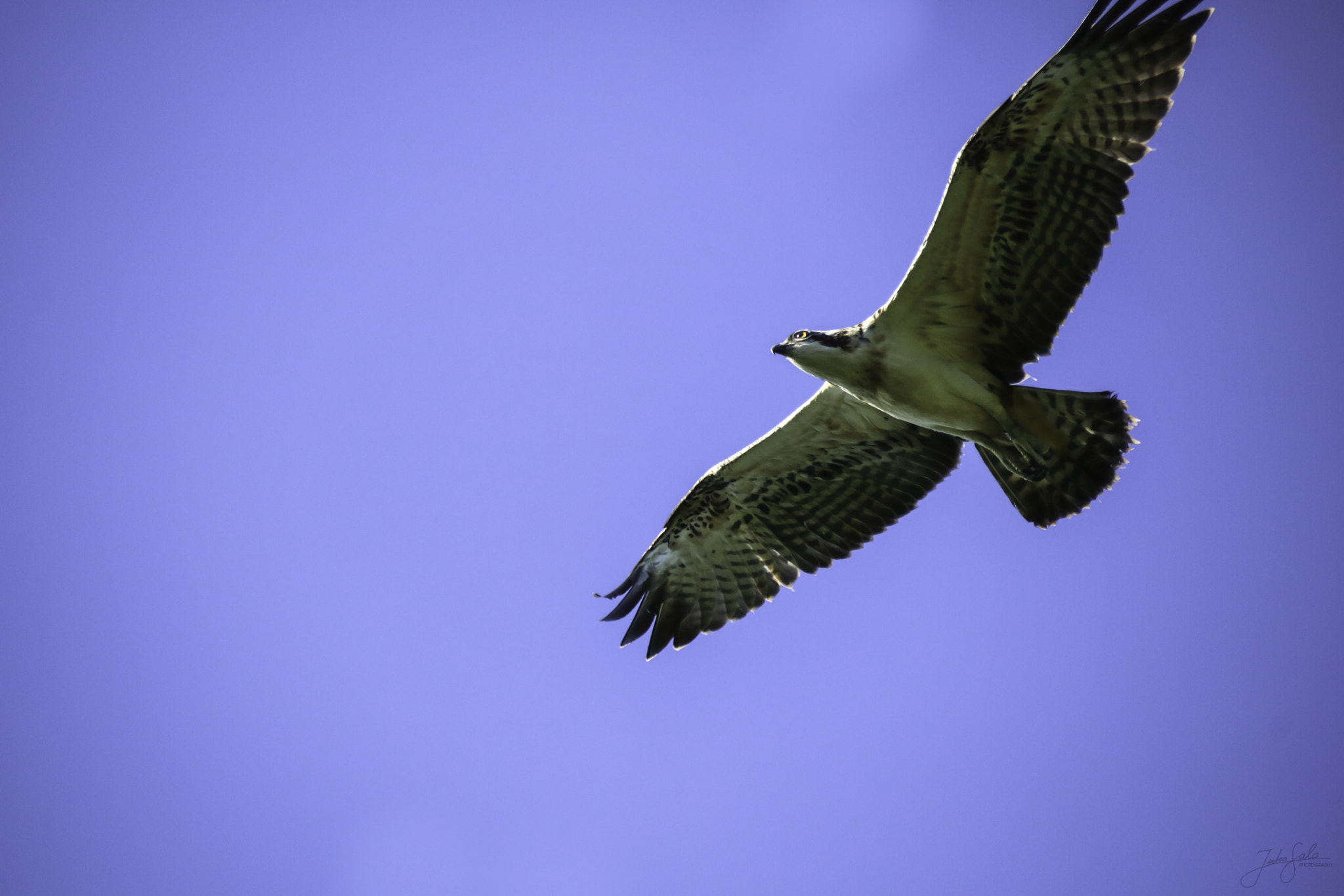 Canon EOS 760D (EOS Rebel T6s / EOS 8000D) + Canon EF 75-300mm F4.0-5.6 IS USM sample photo. Osprey soaring in the sky. photography