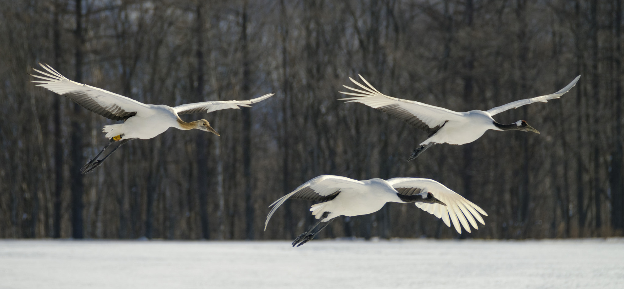 Fujifilm X-T2 sample photo. The family that flies together, stays together photography