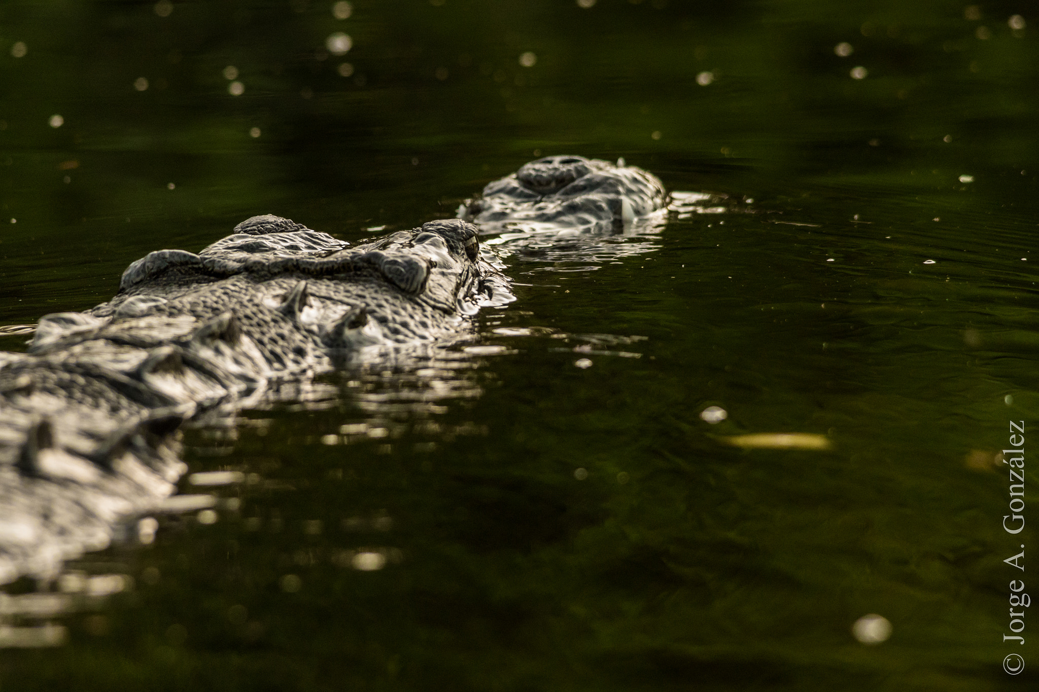 Canon EOS 7D Mark II + Sigma 150-500mm F5-6.3 DG OS HSM sample photo. Crocodile photography