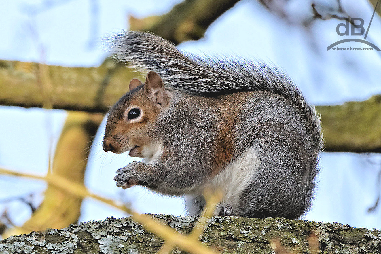 150-600mm F5-6.3 DG OS HSM | Contemporary 015 sample photo. Eastern gray squirrel photography