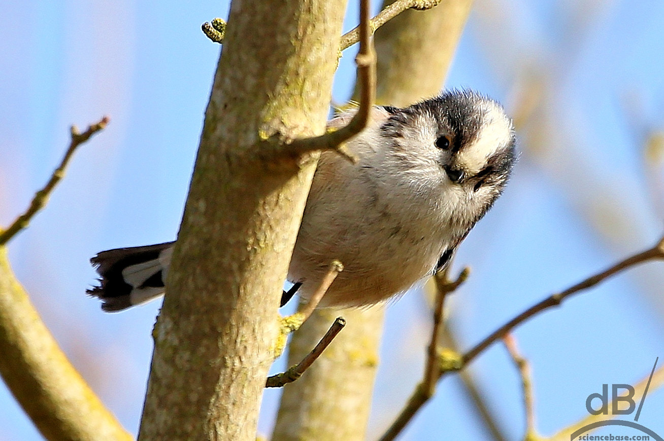 Canon EOS 6D sample photo. Long-tailed tit - who you lookin' at? photography
