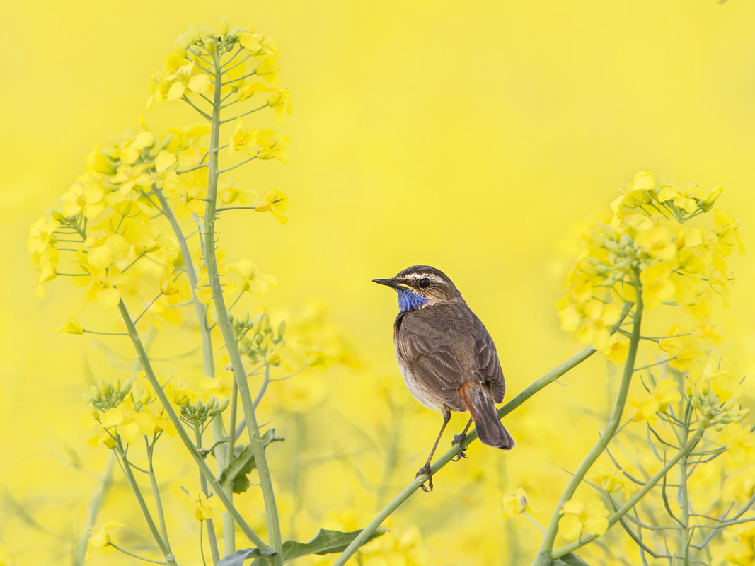 Canon EOS 7D + Canon EF 500mm F4L IS USM sample photo. Bluethroat photography