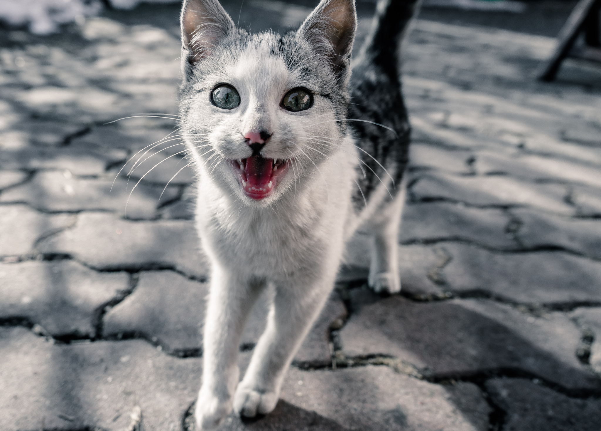 Sony FE 28-70mm F3.5-5.6 OSS sample photo. Happy cat photography