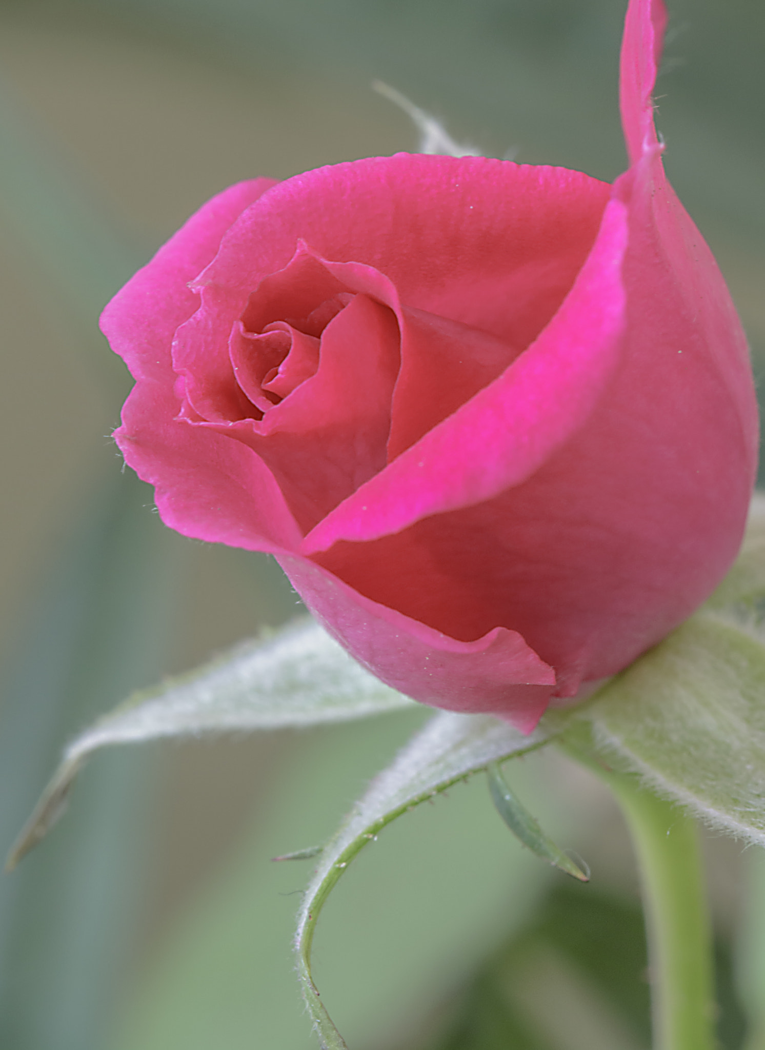 Canon EF 100mm F2.8L Macro IS USM sample photo