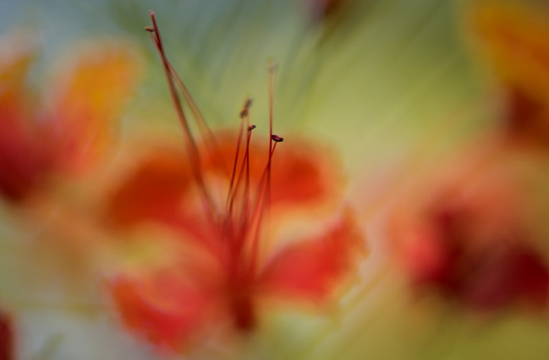 Nikon D810 sample photo. Colours of flowers photography