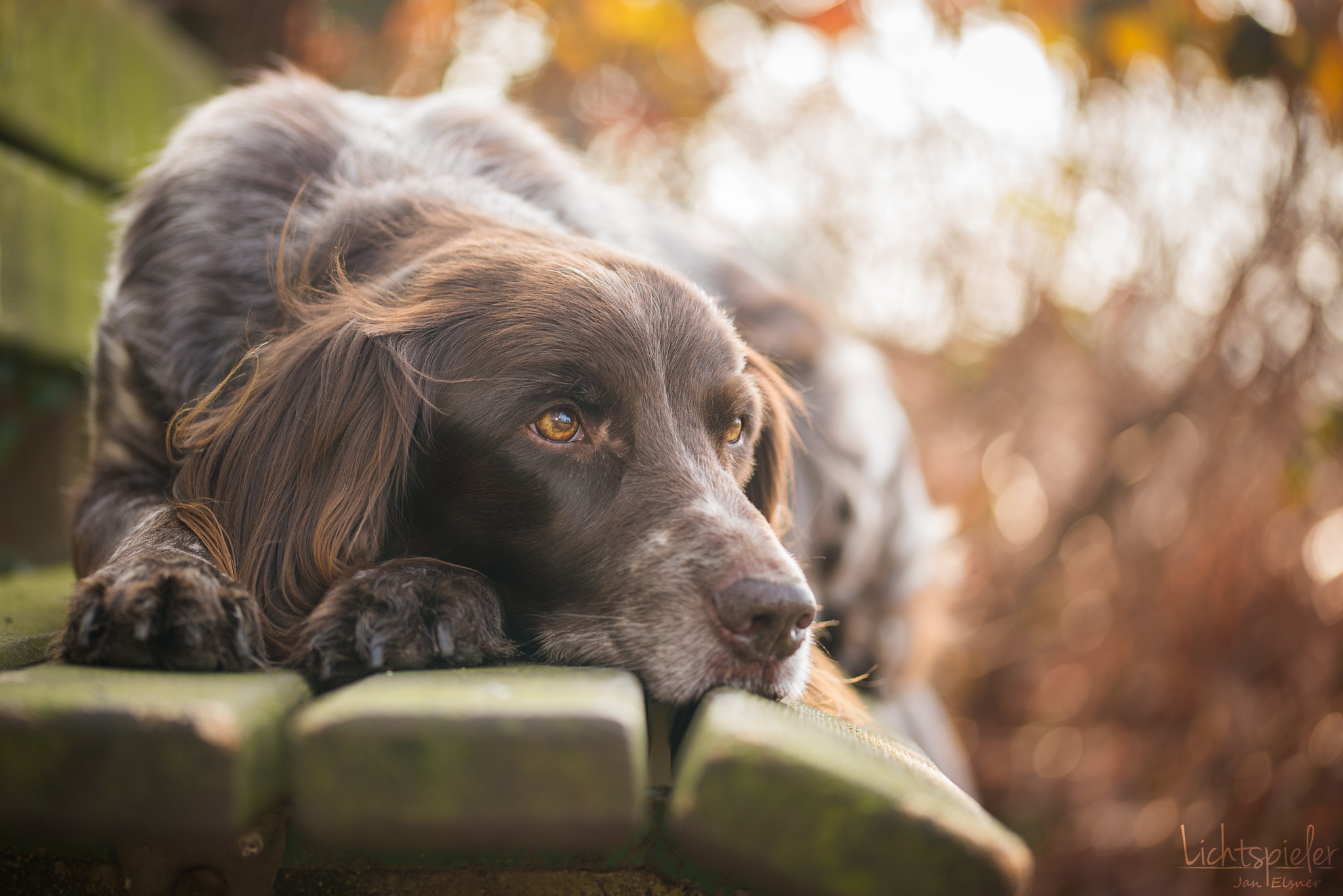 Sigma 105mm F2.8 EX DG OS HSM sample photo. Bonny  photography