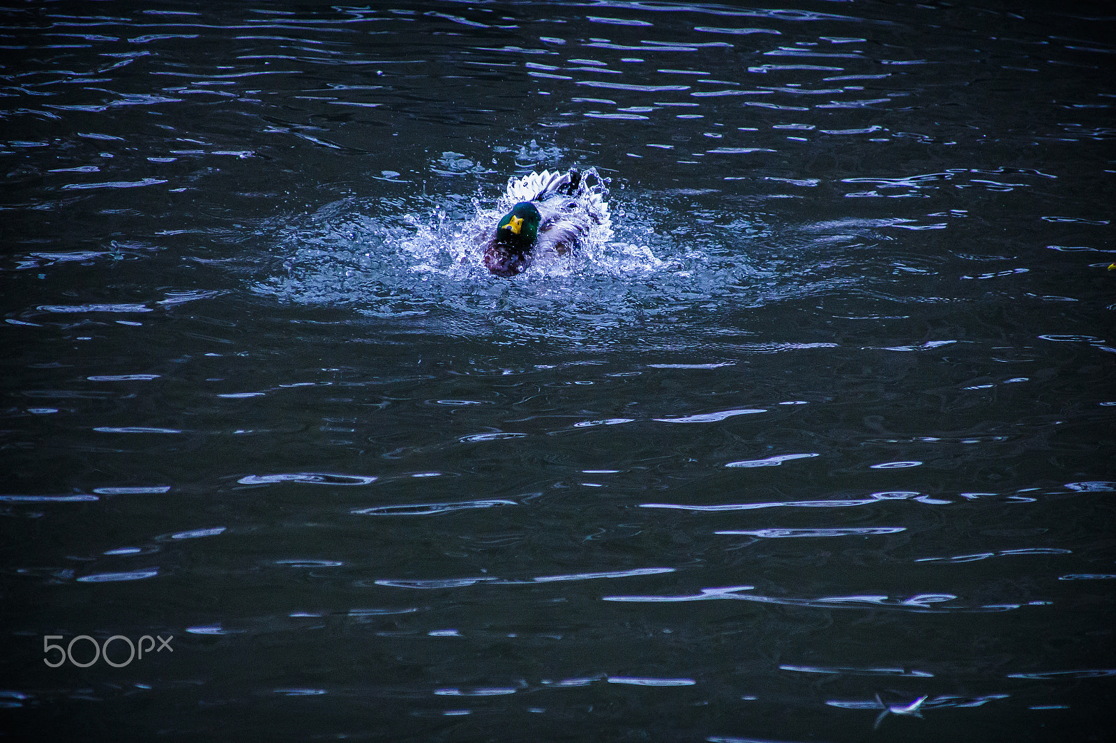 Canon EOS 700D (EOS Rebel T5i / EOS Kiss X7i) + Canon TS-E 90mm F2.8 Tilt-Shift sample photo. Duck 10 photography