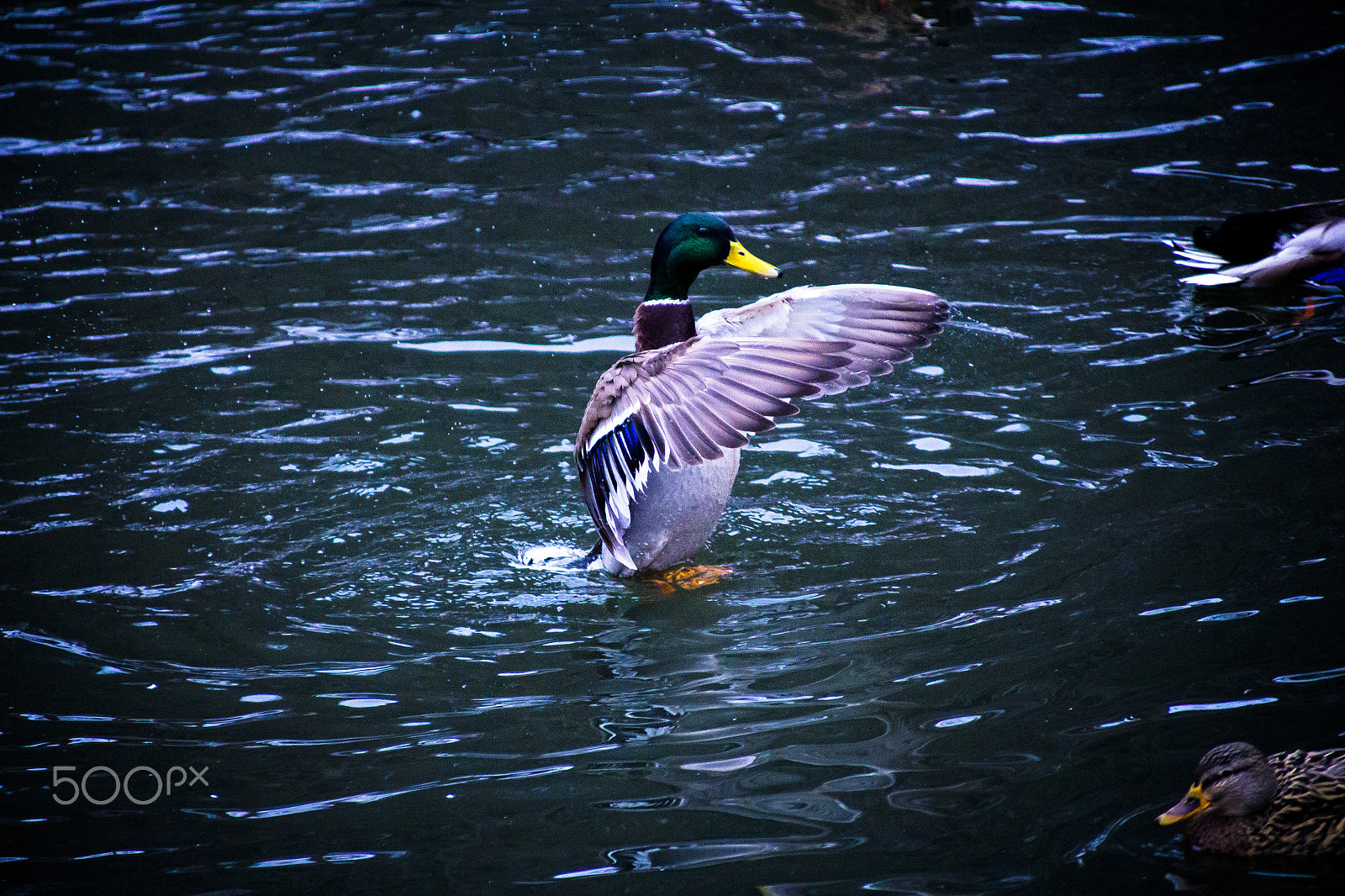 Canon EOS 700D (EOS Rebel T5i / EOS Kiss X7i) + Canon TS-E 90mm F2.8 Tilt-Shift sample photo. Duck 9 photography