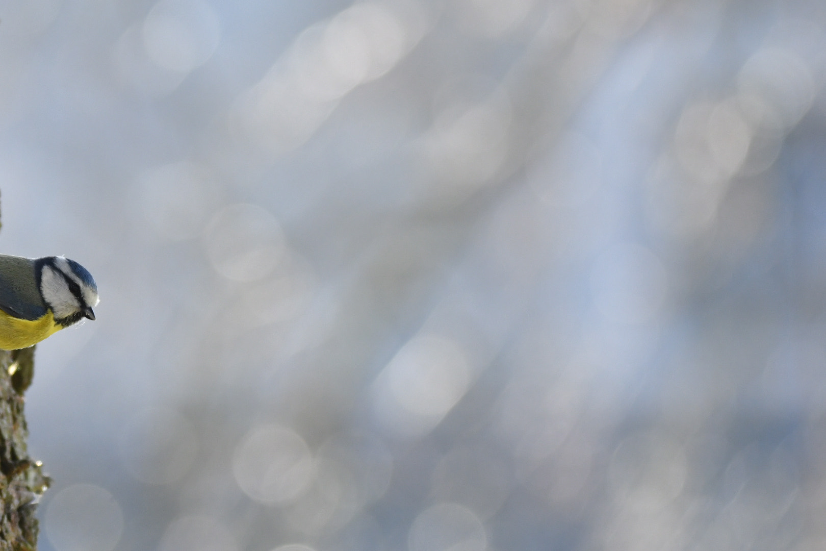 Sigma 150-600mm F5-6.3 DG OS HSM | C sample photo. Untitled photography