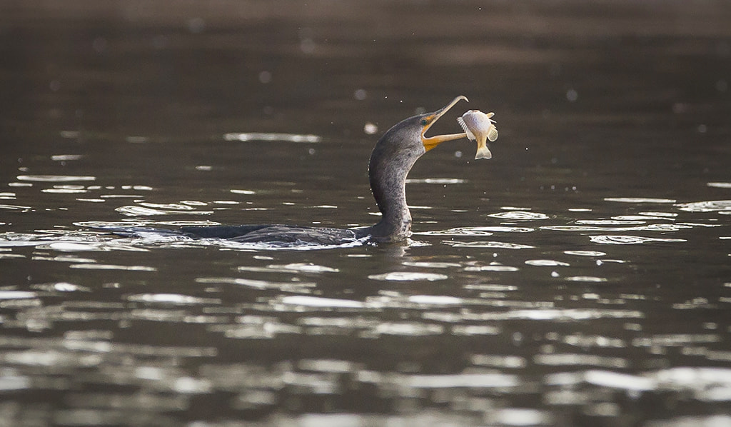 Canon EF 300mm F2.8L IS USM sample photo. Catch of the day photography