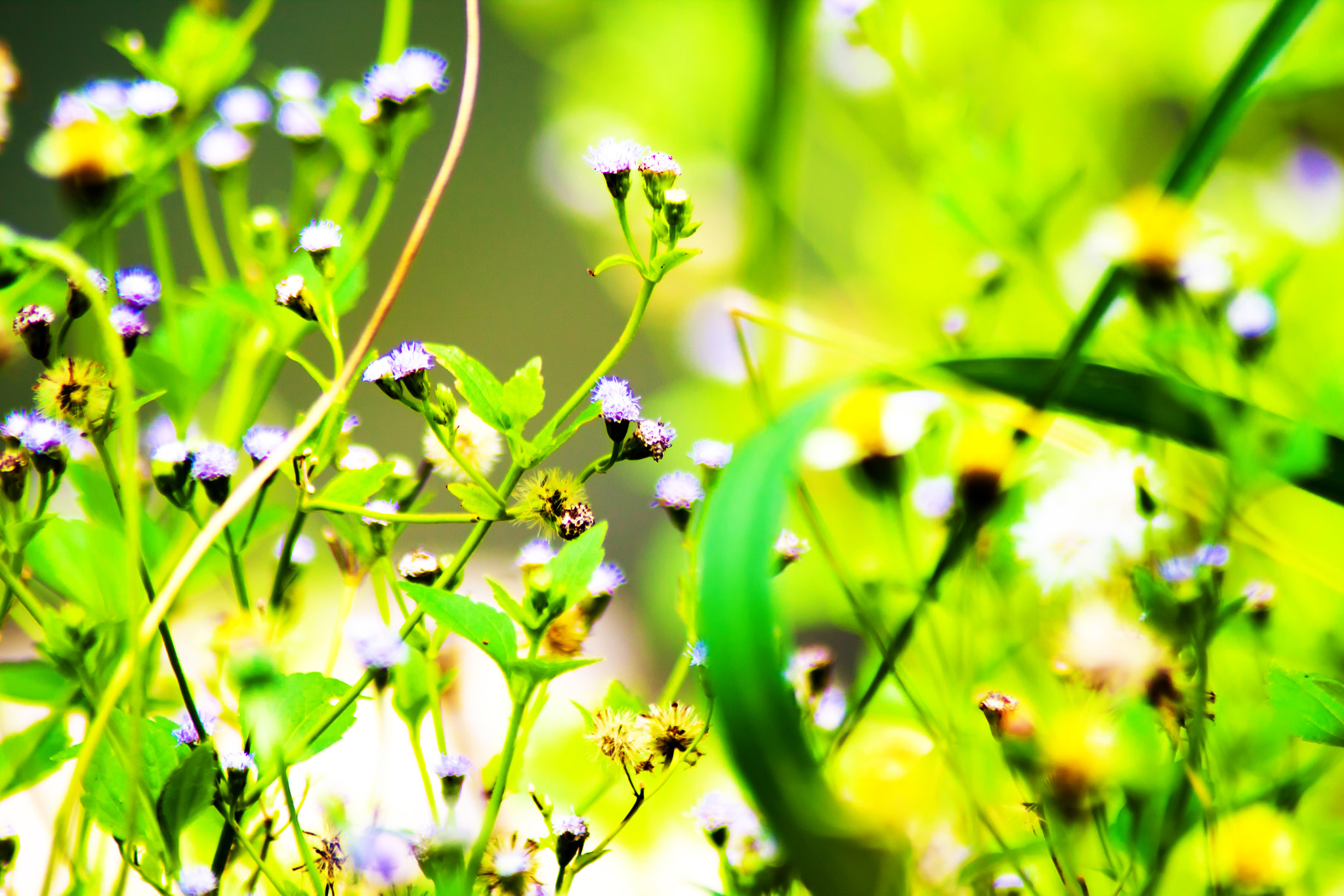 Canon EOS 50D sample photo. Yellow flower close-up photography