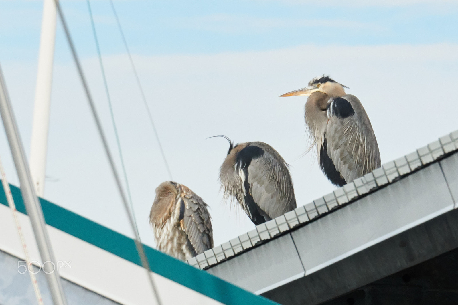 Sony FE 70-300mm F4.5-5.6 G OSS sample photo. Up on the roof photography
