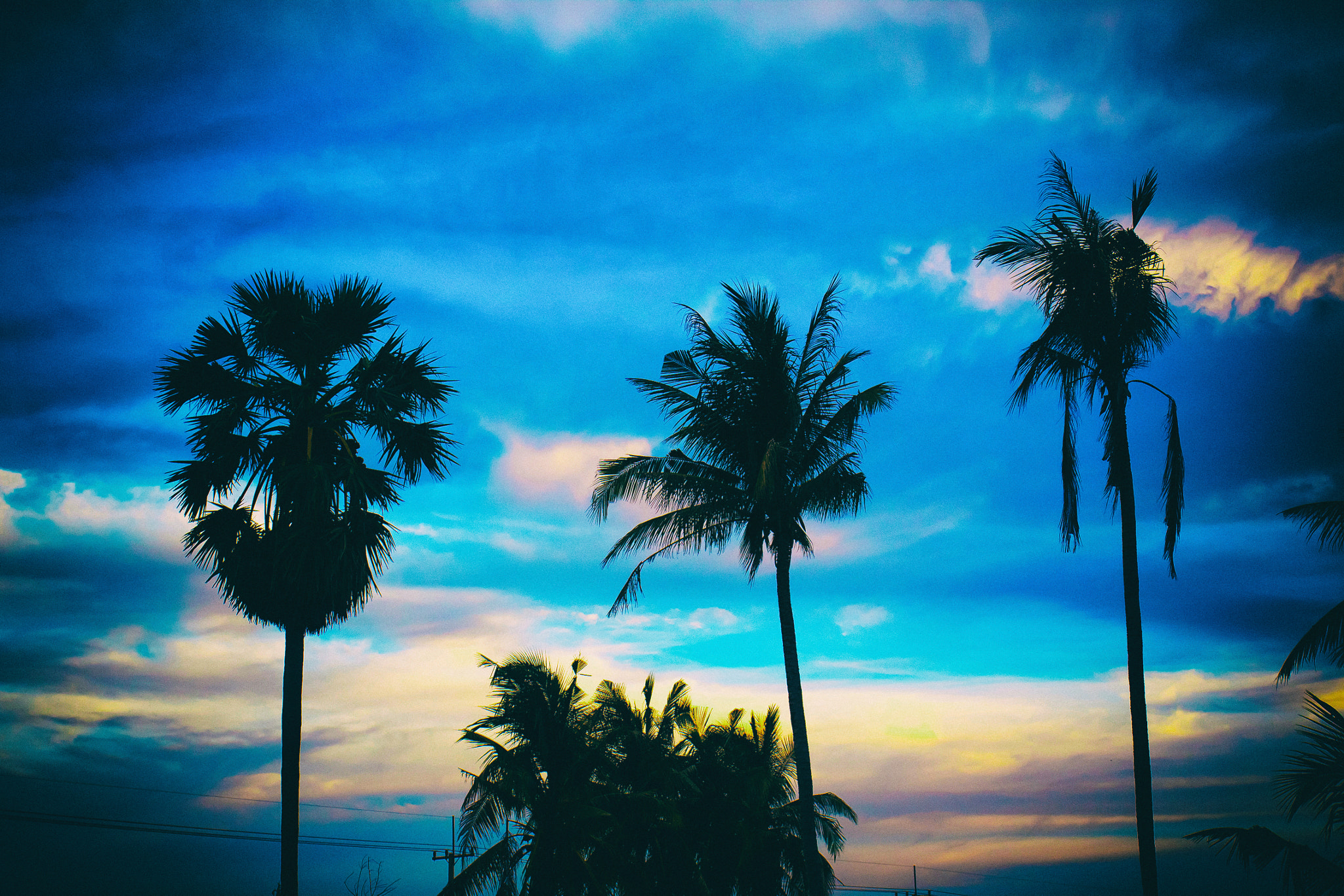 Canon EOS 50D + Canon EF 17-40mm F4L USM sample photo. Nice palm trees in the blue sky. coconut palm trees photography