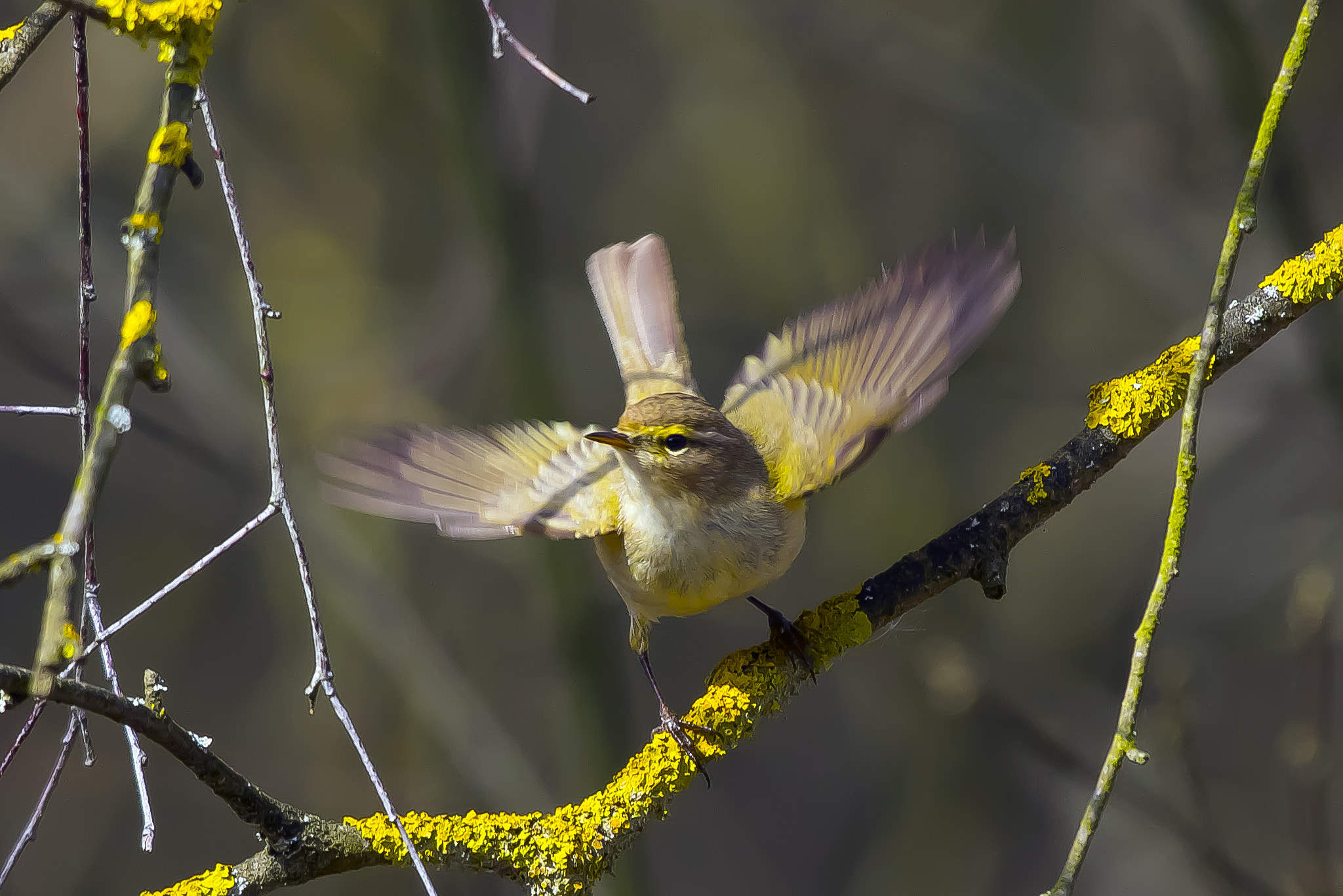 Pentax K-3 + Sigma sample photo. Ready to fly photography