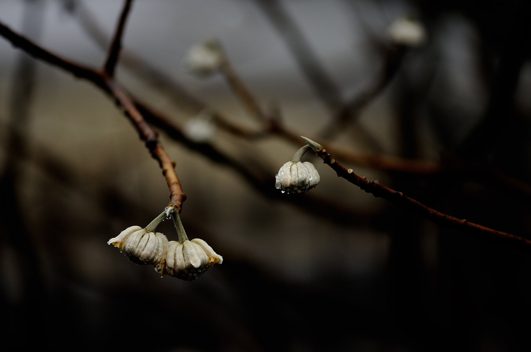 Nikon AF-S Micro-Nikkor 105mm F2.8G IF-ED VR sample photo. After raining photography