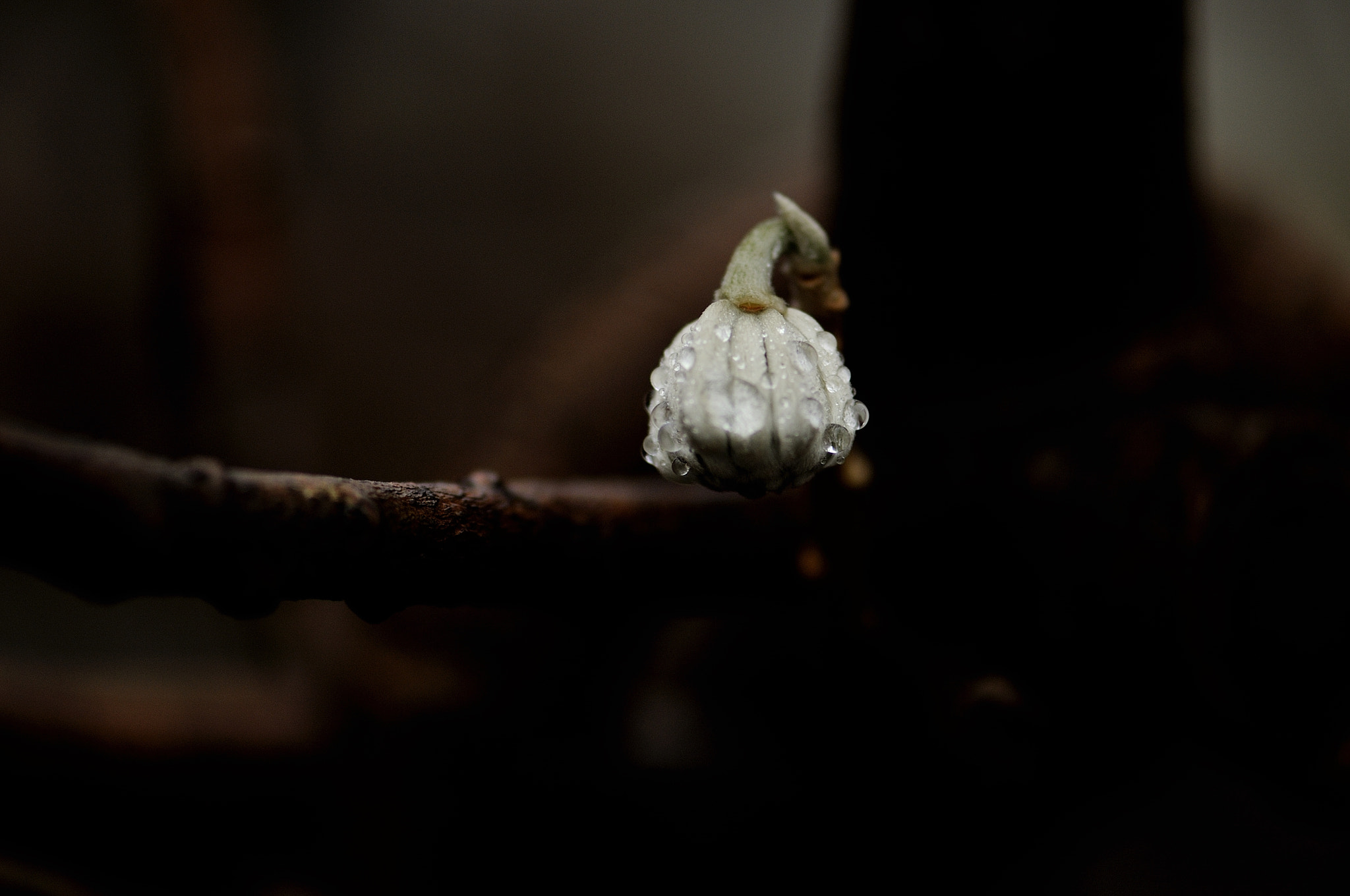 Nikon AF-S Micro-Nikkor 105mm F2.8G IF-ED VR sample photo. After raining photography