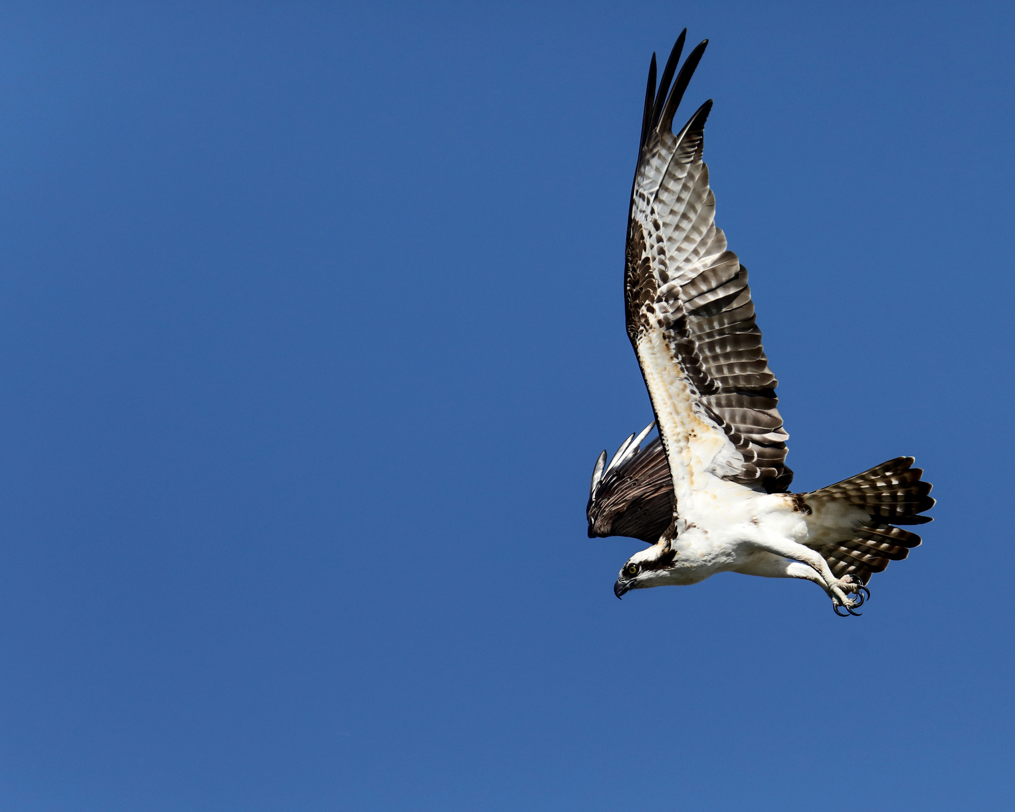 Tamron SP 150-600mm F5-6.3 Di VC USD sample photo. Osprey in flight photography