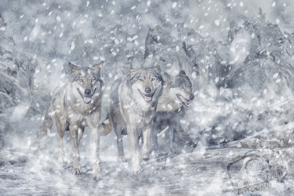 Nikon D610 + Sigma 70-200mm F2.8 EX DG Macro HSM II sample photo. Wolf pack in the mountain photography