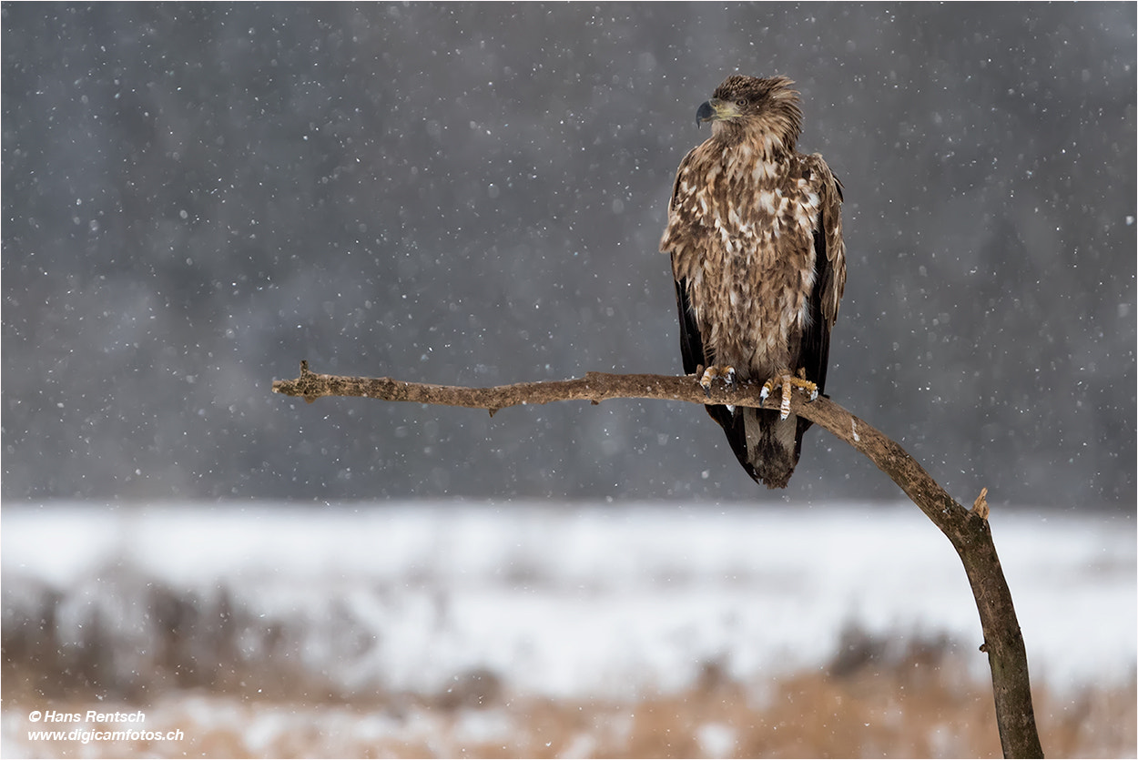 Nikon D5 sample photo. Seeadler im schneegestöber photography