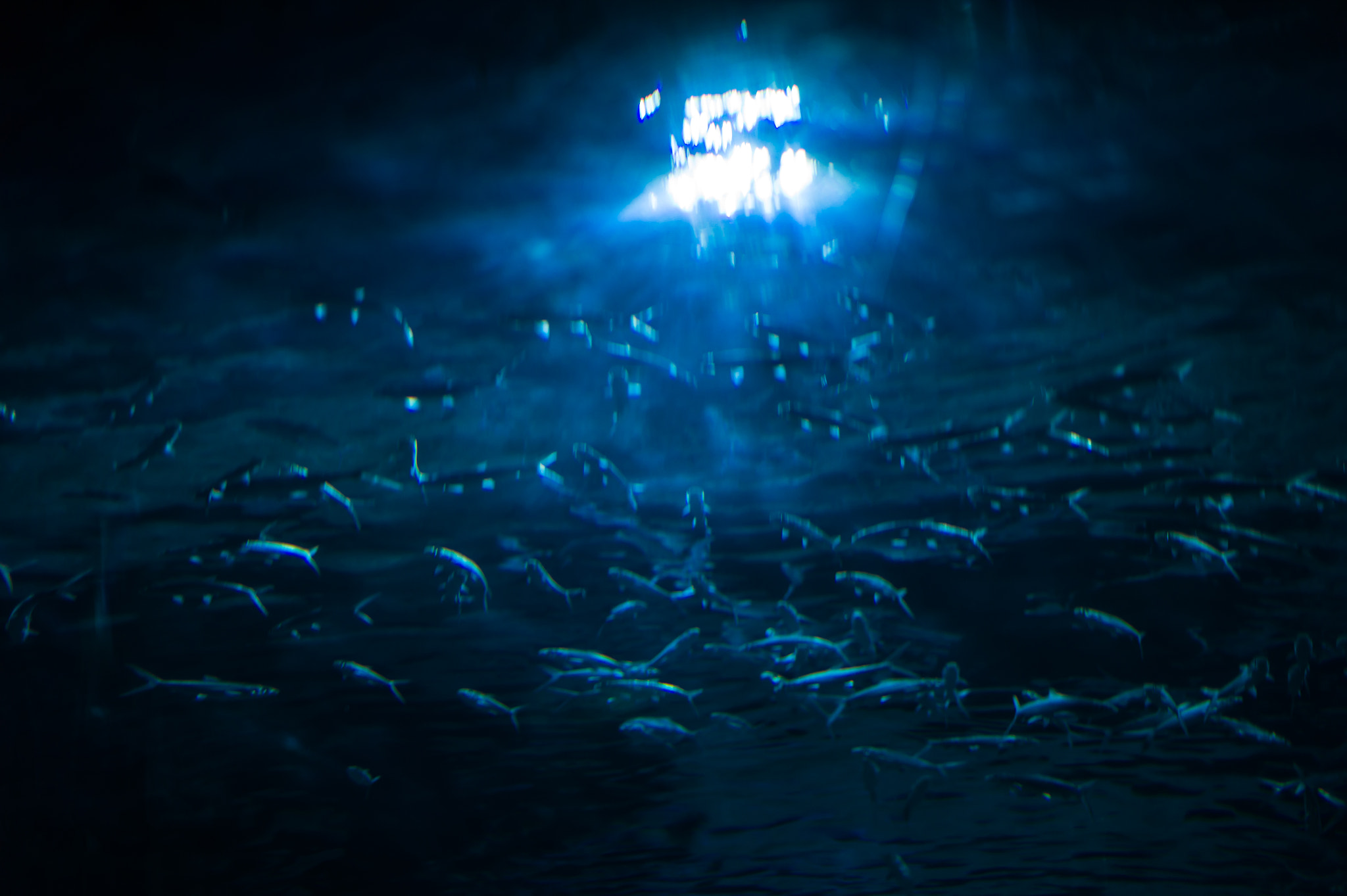 Leica Summilux-M 50mm F1.4 ASPH sample photo. A sight in the aquarium，tianjin，china photography