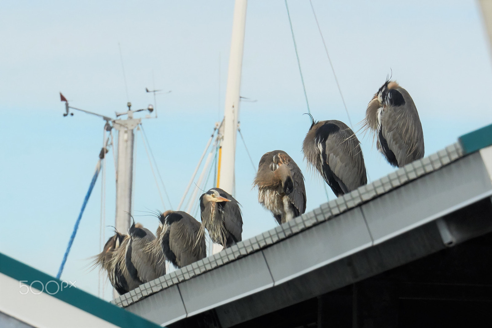 Sony FE 70-300mm F4.5-5.6 G OSS sample photo. All in a row photography