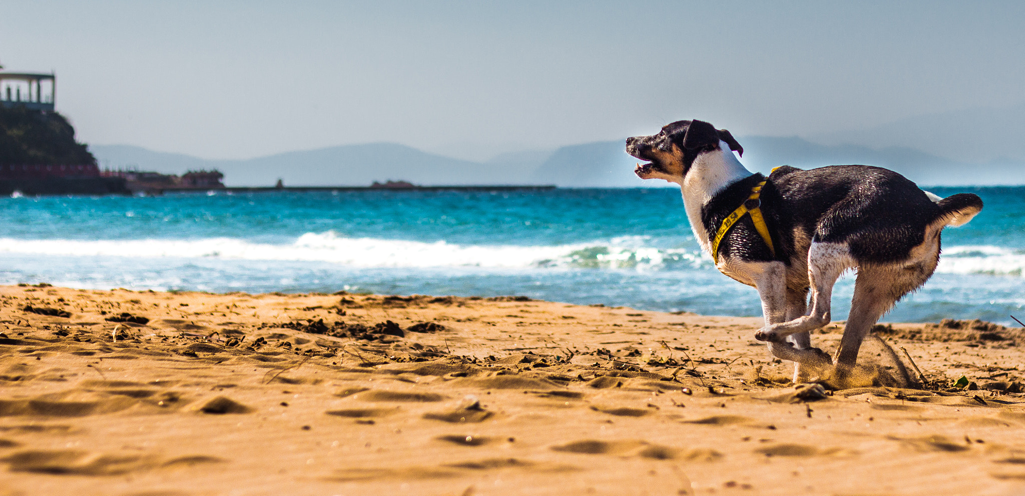 Canon EOS 650D (EOS Rebel T4i / EOS Kiss X6i) sample photo. Happy dogy on the beach photography