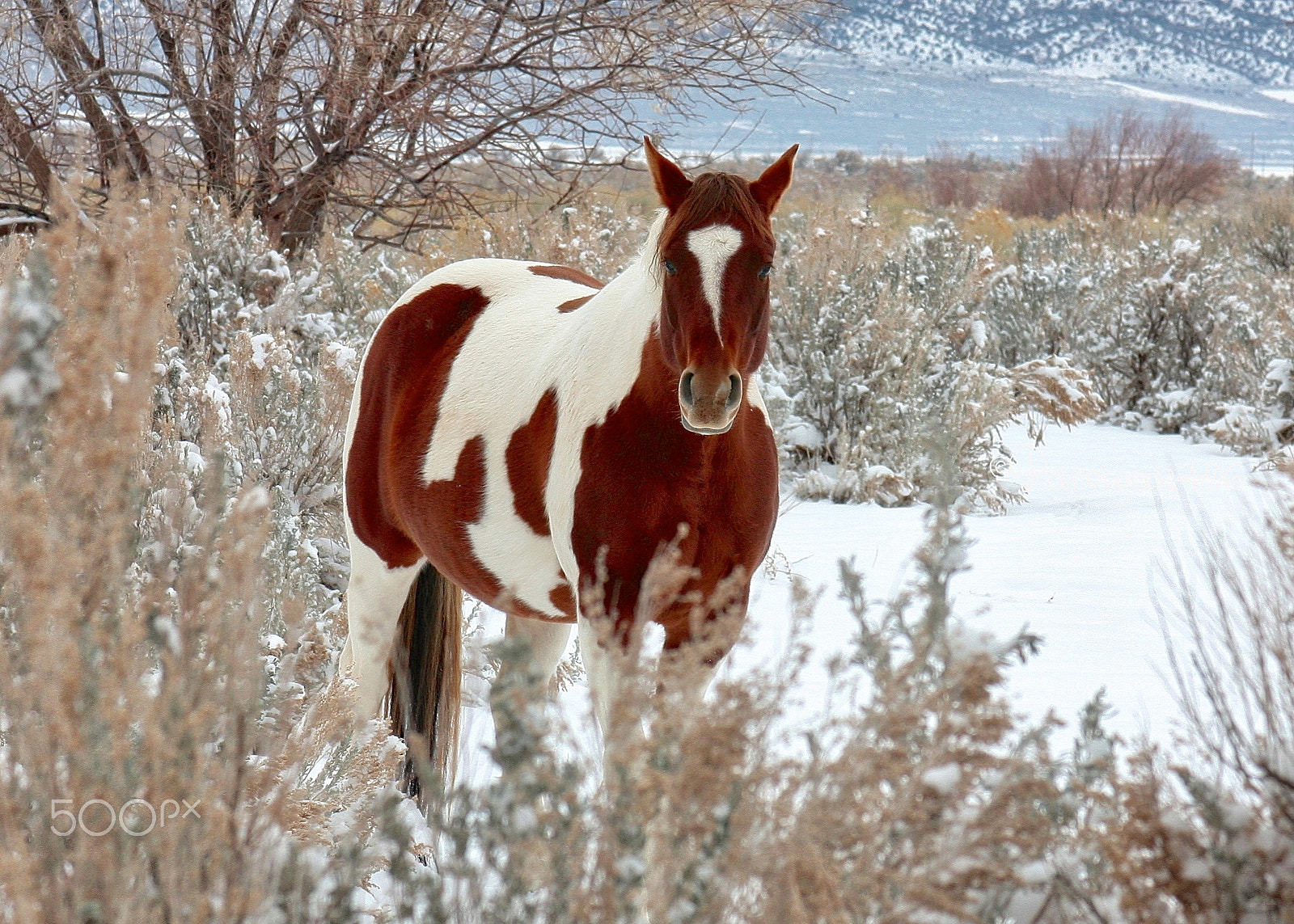 Canon EF 28-135mm F3.5-5.6 IS USM sample photo. Snow horse photography