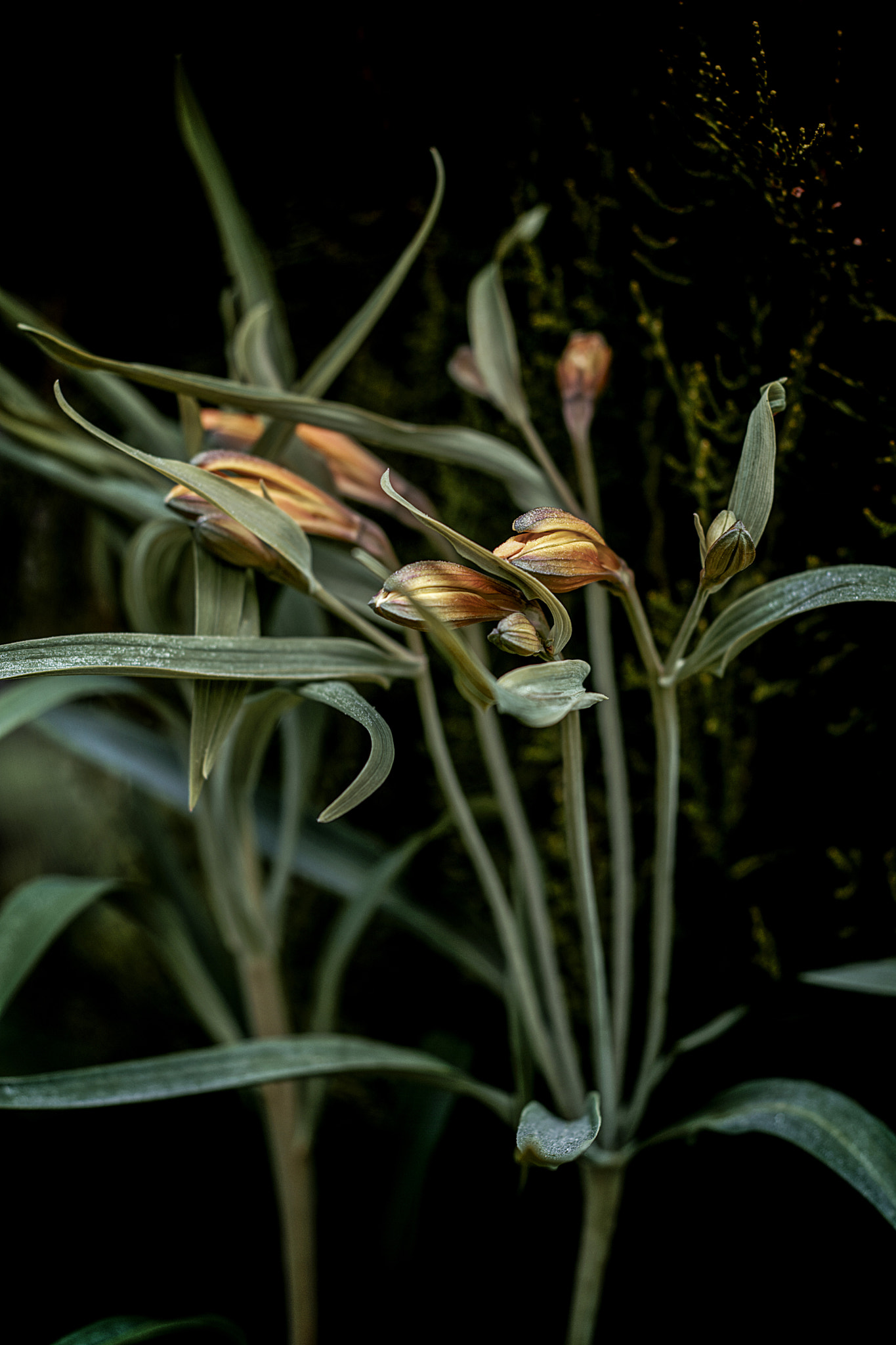 Nikon D5200 + Nikon AF Nikkor 50mm F1.8D sample photo. Alstroemeria patagónica[amancay] j photography