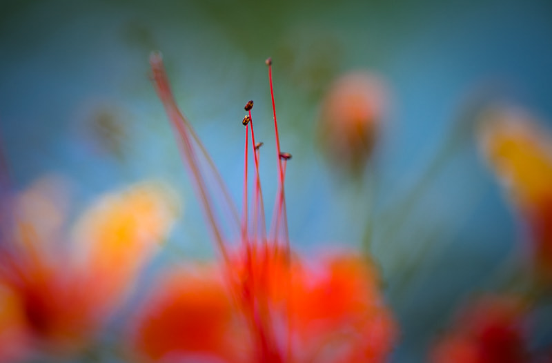 Sigma 150mm F2.8 EX DG OS Macro HSM sample photo. Colour blast photography