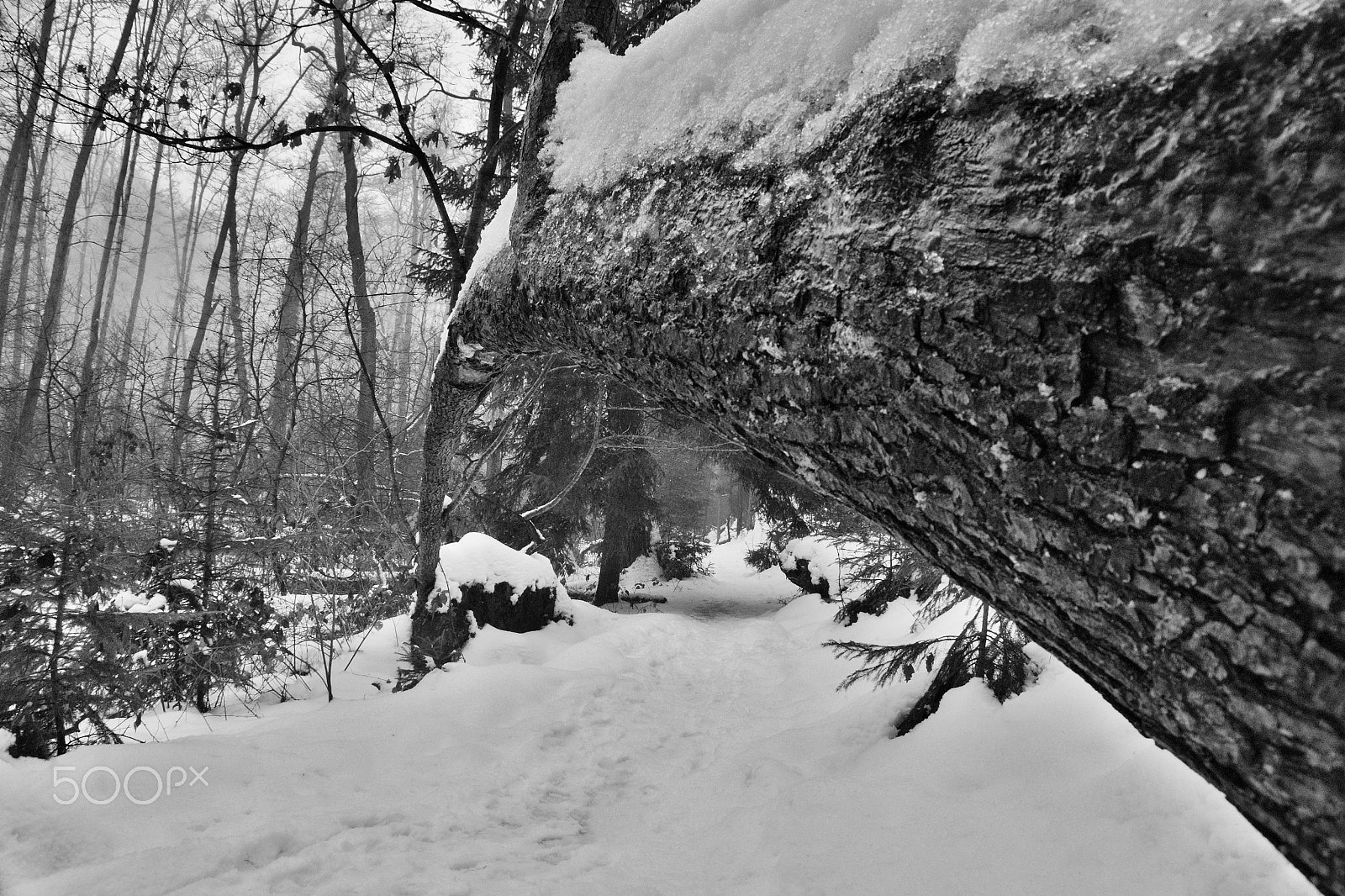Nikon Coolpix P6000 sample photo. Snowy path with fallen tree looking like a bridge in peklo valley in czech machuv kraj region photography