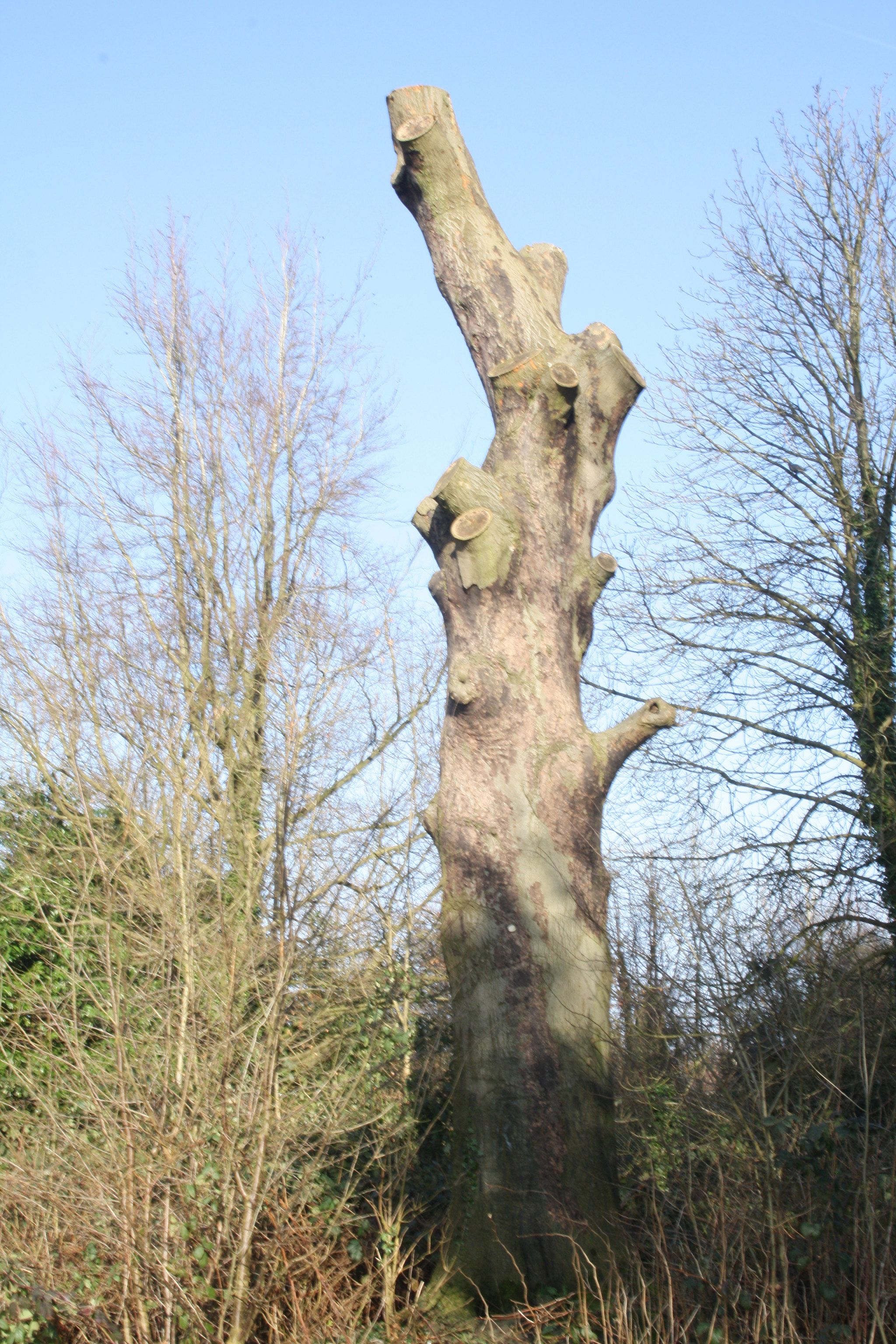 Canon EF 28-70mm f/3.5-4.5 sample photo. Still going strong photography