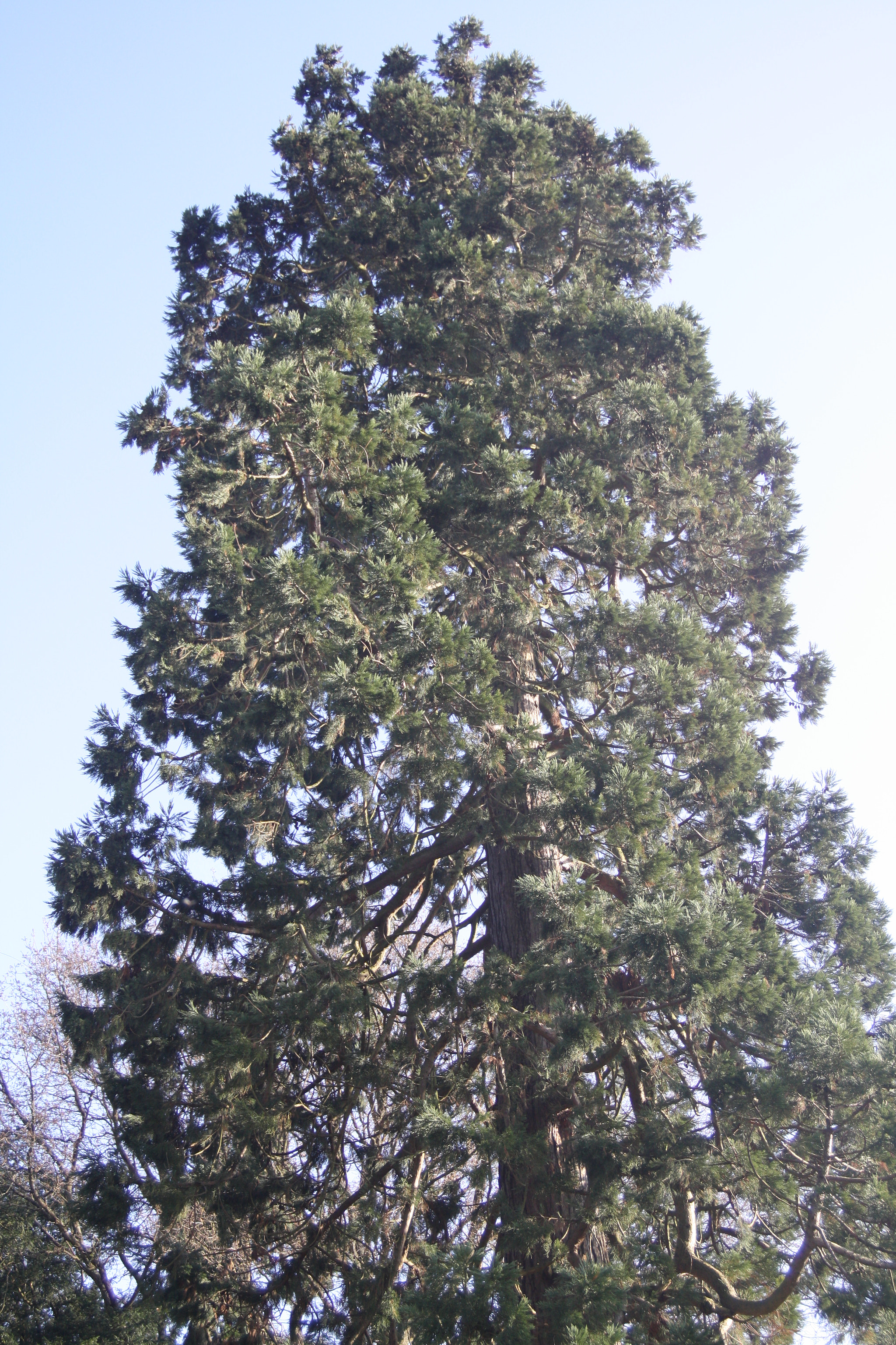Canon EF 28-70mm f/3.5-4.5 sample photo. Up to the sky photography