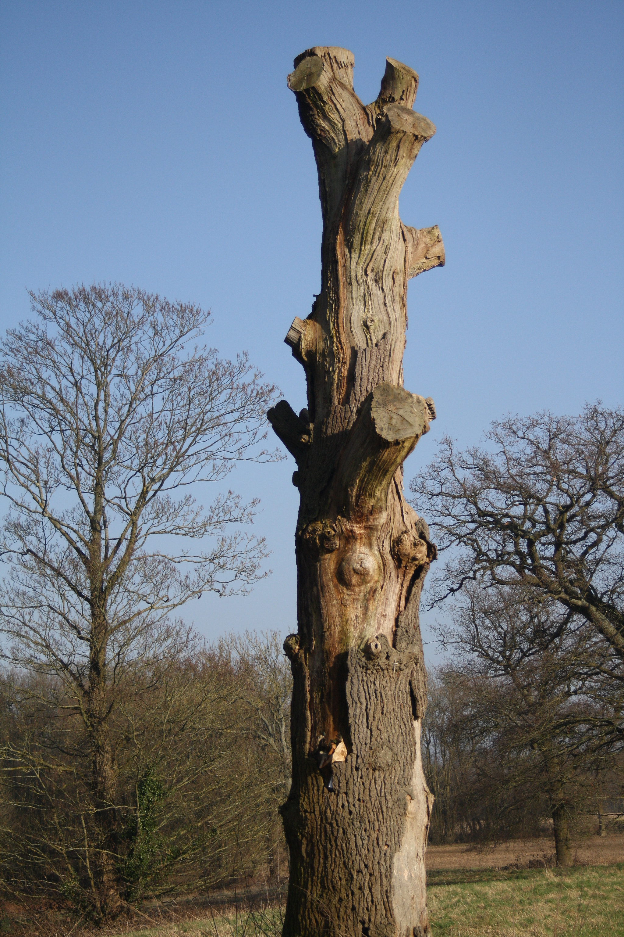 Canon EF 28-70mm f/3.5-4.5 sample photo. Trunk photography