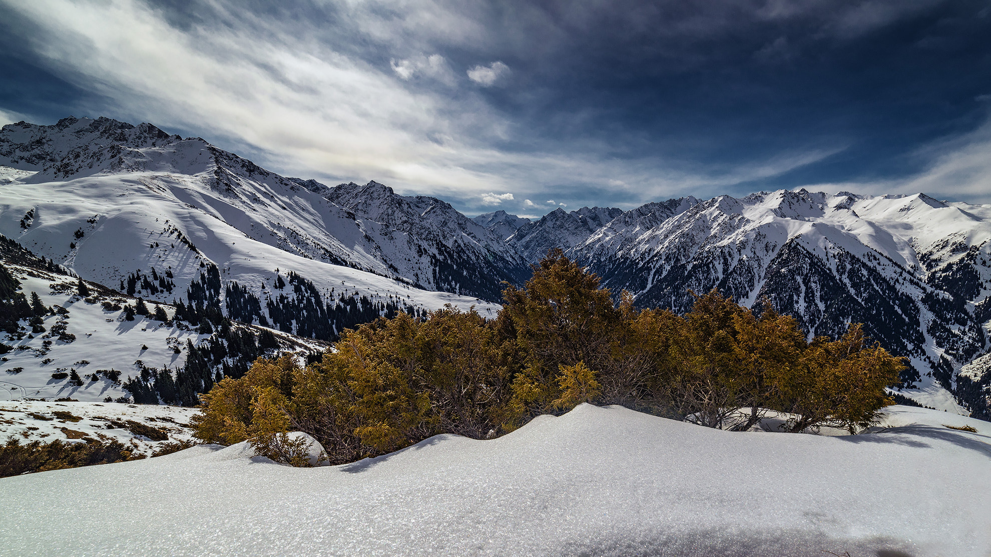 Samyang 14mm F2.8 ED AS IF UMC sample photo. Ever green juniper photography